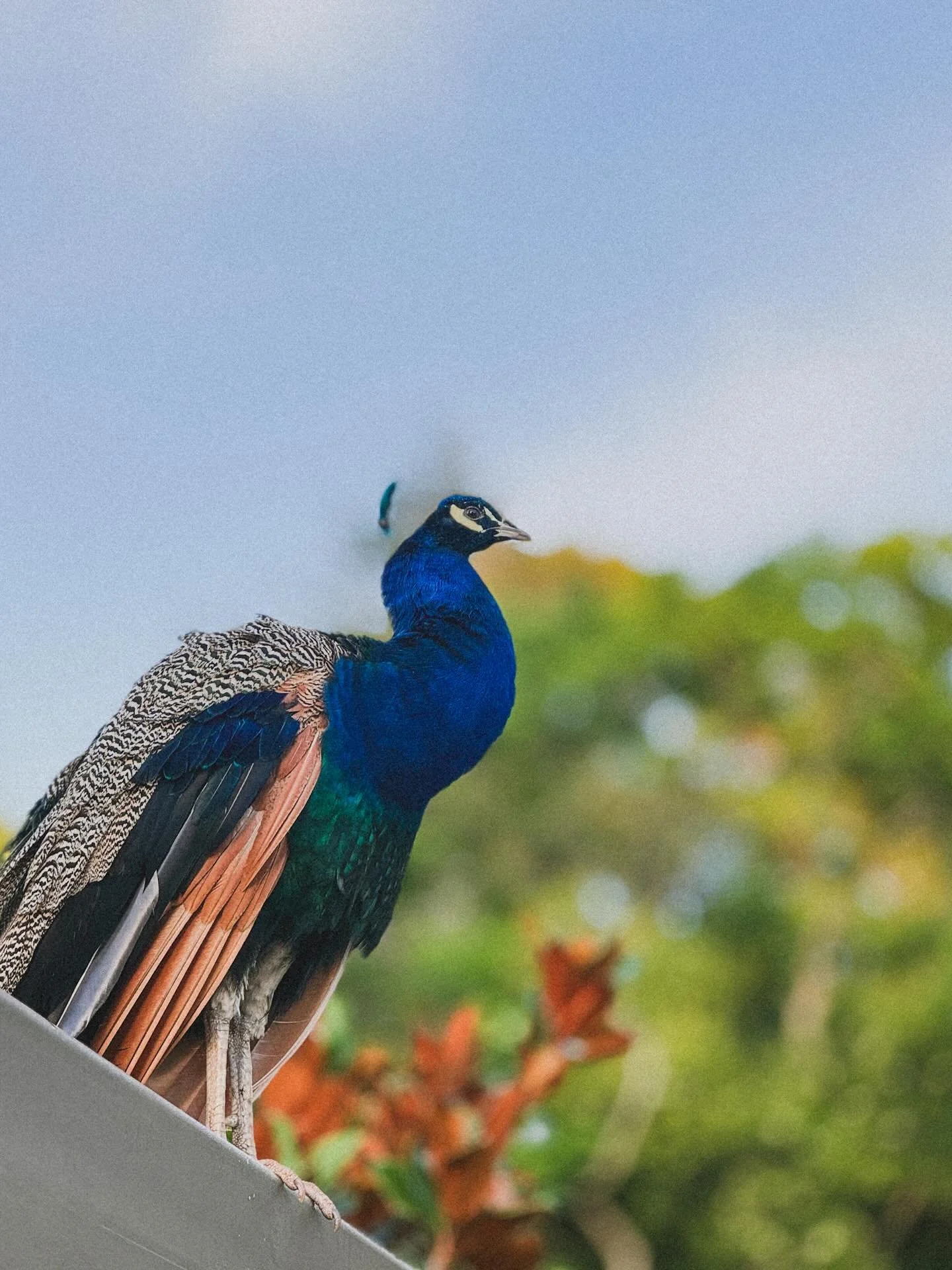 Peacock O&rsquo;clock, at The Tamborine.

April arrives gently on the mountain&mdash;
cooler mornings, longer lunches, and that golden-hour glow that lingers just a little longer.

A stay here isn&rsquo;t about rushing&mdash;
it&rsquo;s about settlin