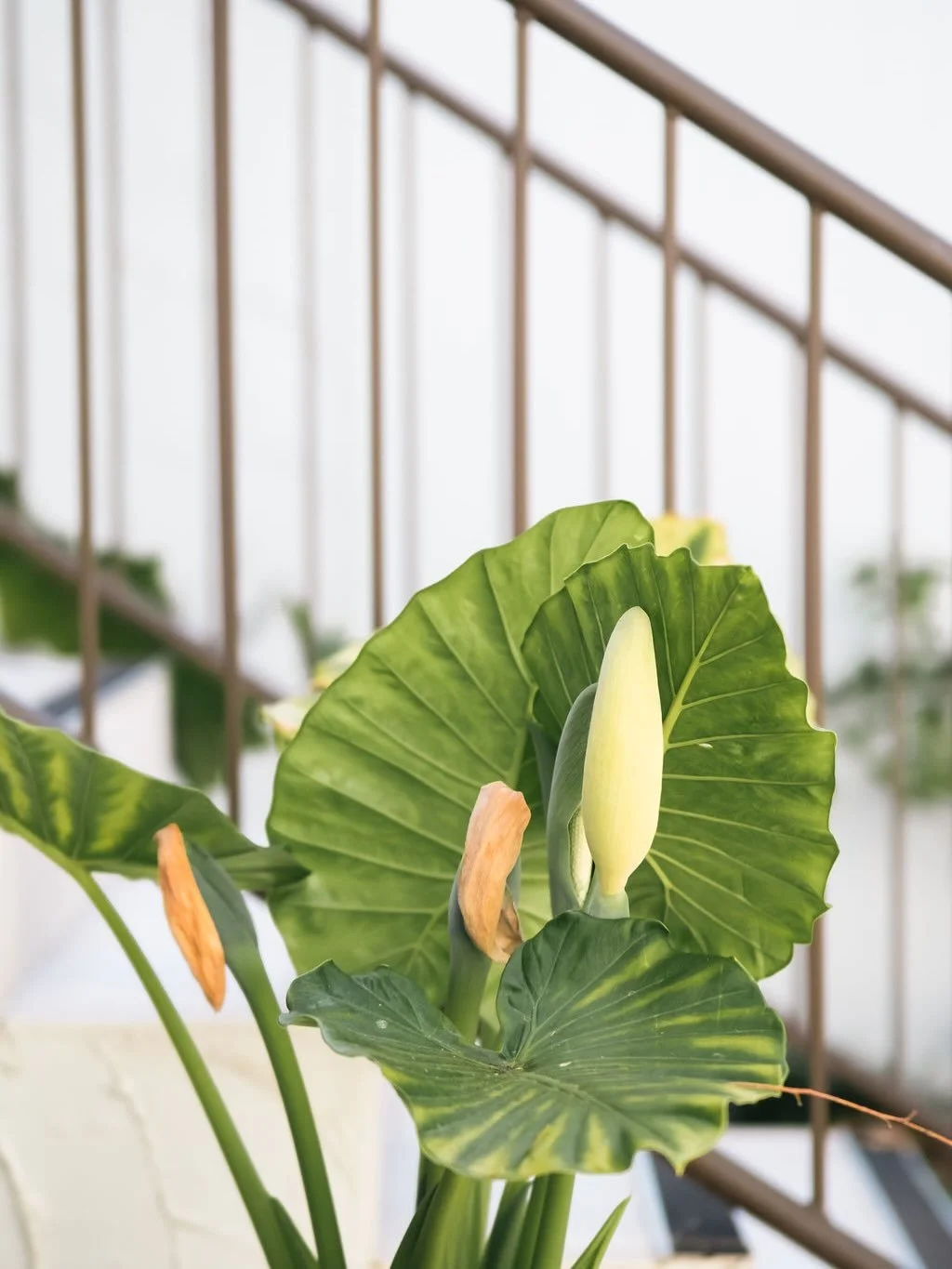 The mountain is at its most creative this time of year.

The Tamborine Mountain Arts Trail invites you behind the scenes&mdash;
into studios, stories, and the hands that shape them.

A beautiful way to spend an autumn day. @tm_artscollective

#itwasa