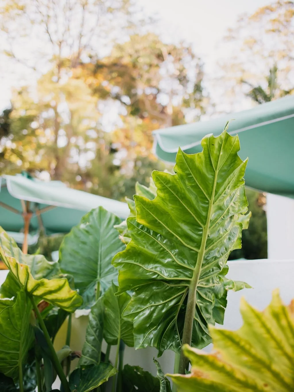 Escape to the quiet luxury of Tamborine Mountain. 🍃

Where lush rainforests, cascading waterfalls, and sweeping panoramic views set the scene for a truly elevated retreat.

Immerse yourself in nature, refined, serene, and effortlessly indulgent. 🥂
