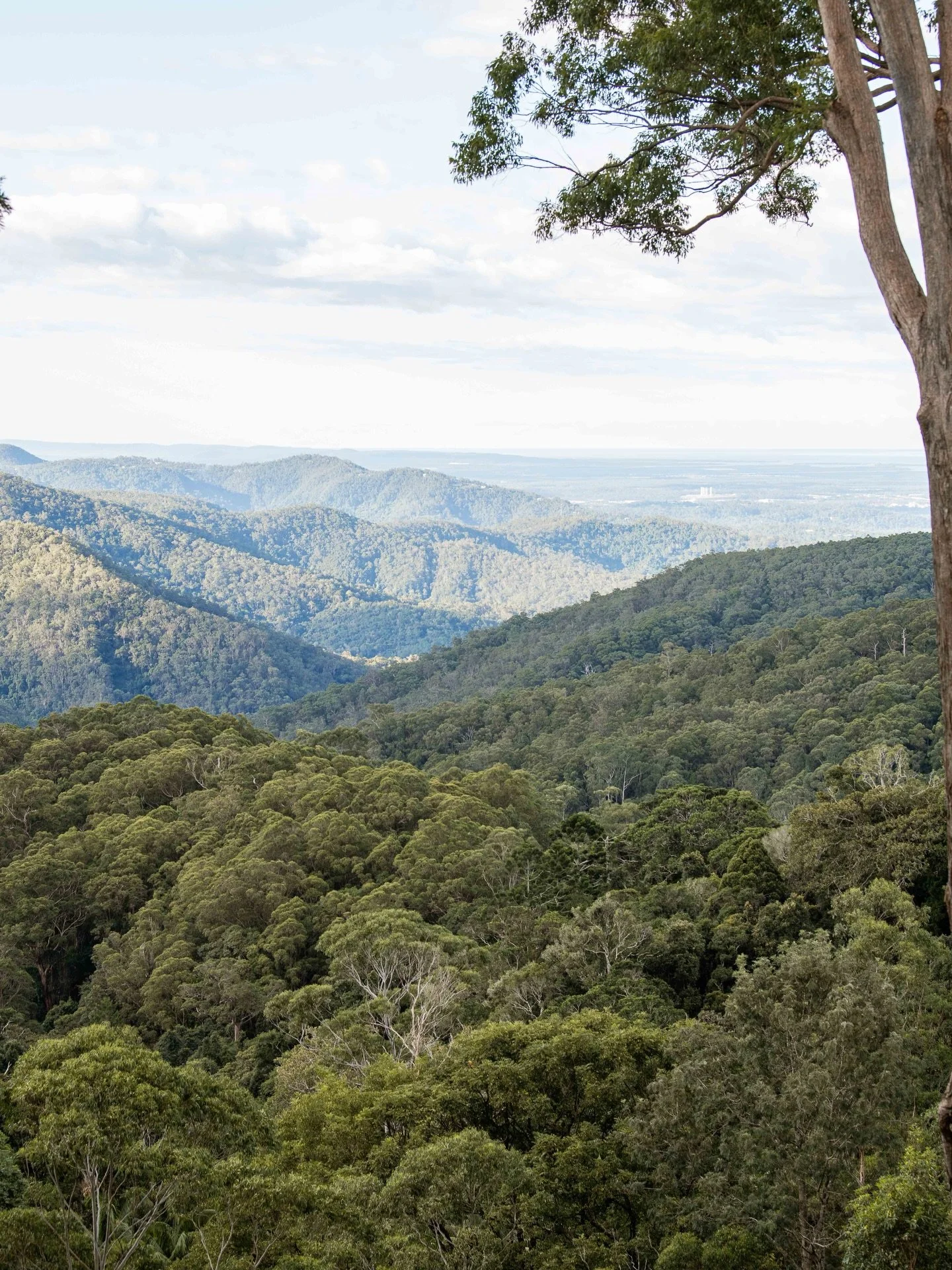 Escape to the rainforest, settle in for sunset, and let nature do the rest. 🌿

#itwasallatamborinedream #checkintocheckout #thetamborine #boutiquehotel #scenicrim