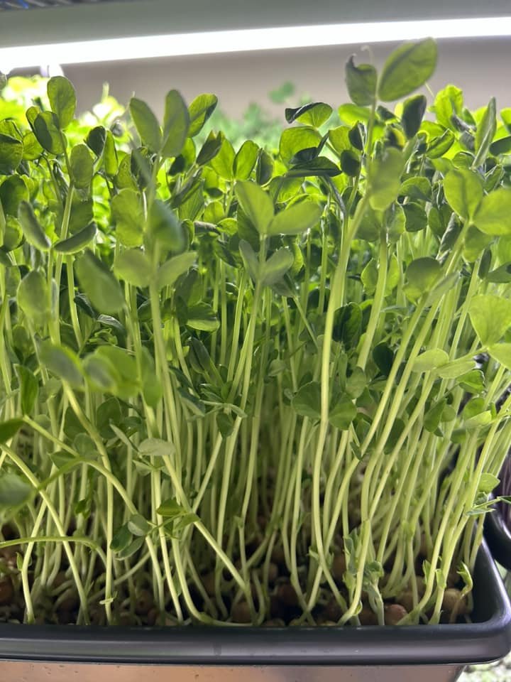 We have a busy market weekend ahead!!

We are returning to the Yorktown Market Days for a limited schedule this year with our delicious microgreens, greens, dessert bars, focaccias and granola!!!!

We will also be at the Hilton Village Farmers Market