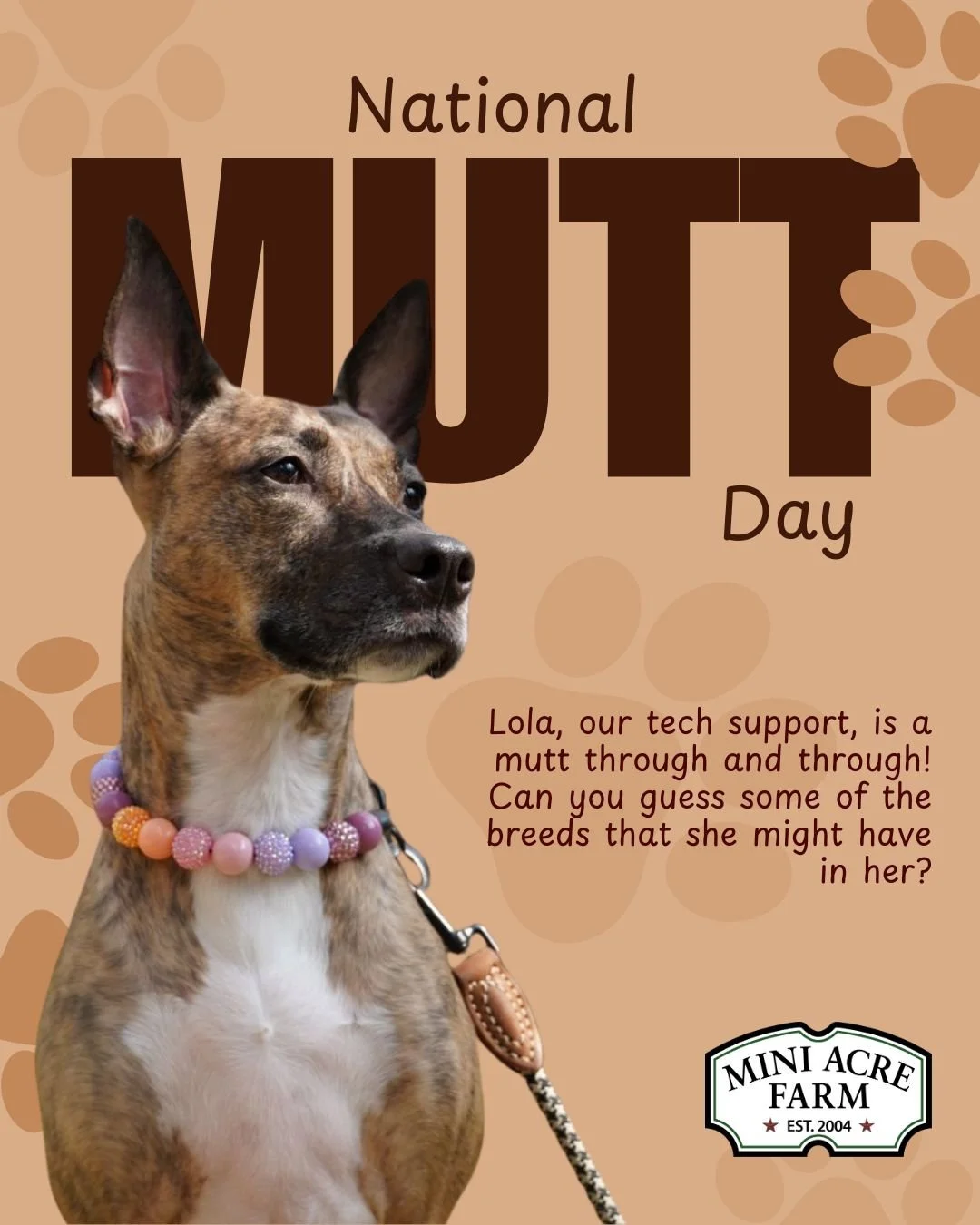 Lola is our Tech Support Pup! Can you guess any of the breeds that might have contributed to her mix?

Happy Mutt Day to all the pups out there - we heard it's mandatory to give them an extra treat today or else...