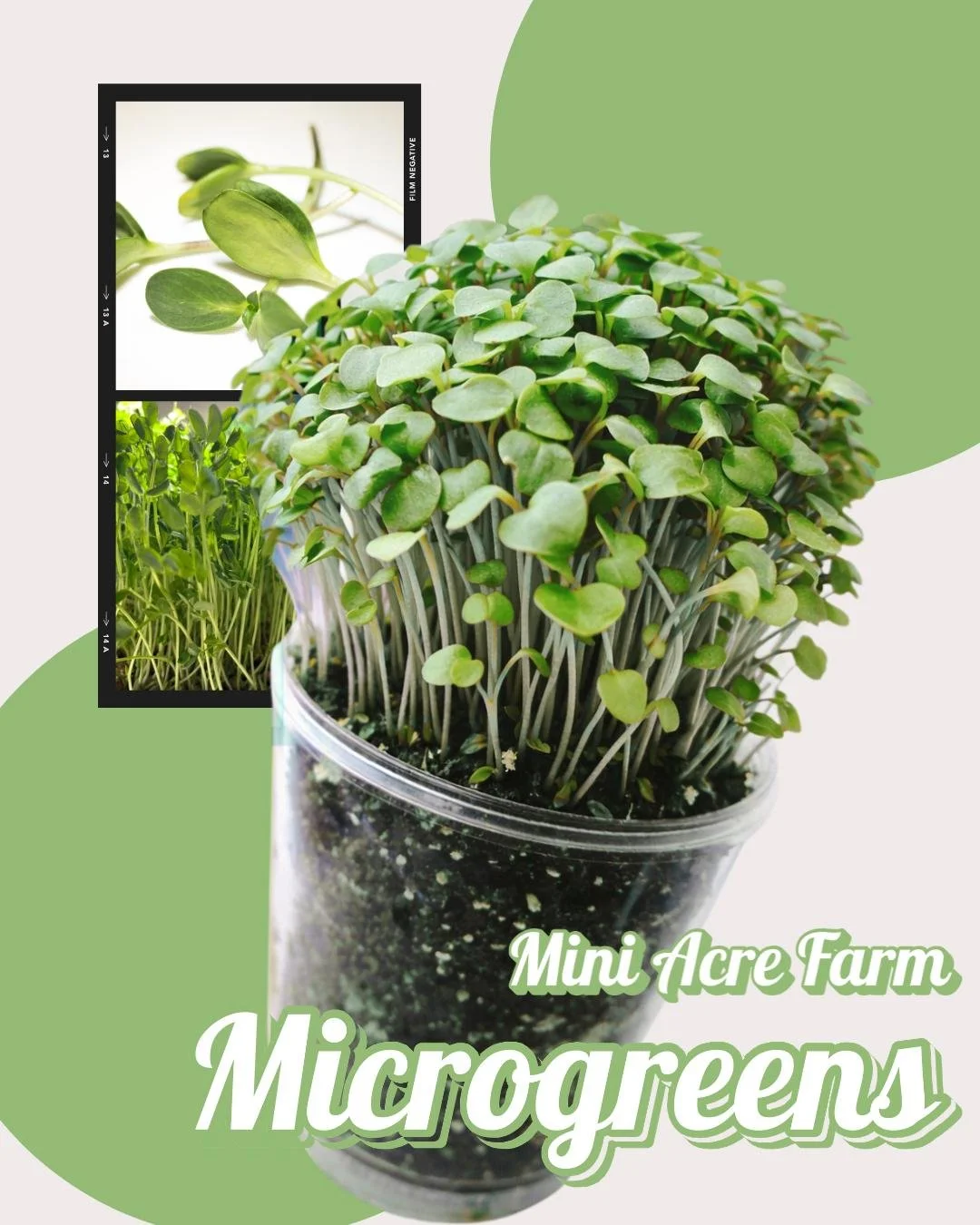 Our flagship product - Microgreens! They are the reason Mini Acre Farm exists, why it started and the very foundation. We LOVE our additions we had over the years of course but our heart is with our Microgreens 💚