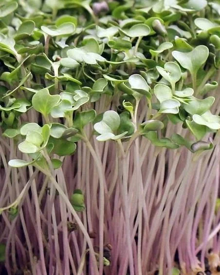 Brussel Sprout Microgreens - they have to be up there in terms of visuals!
The rich green leaves and the stunning gradient from white to purple... Sometimes you'll just have to admire the small things.

Have you tried the Brussel Sprout MG yet?