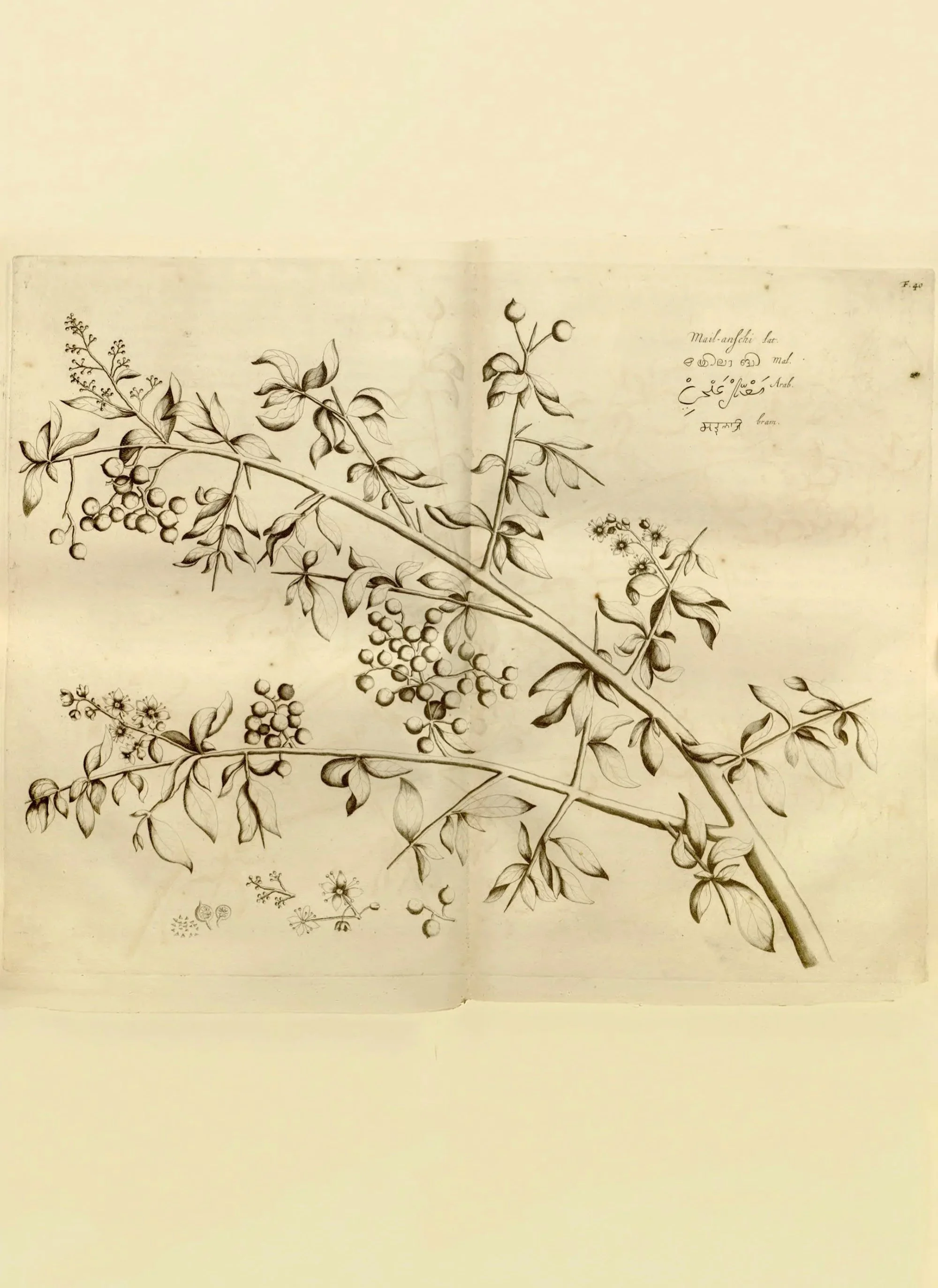 Fig.+1+copy.jpg