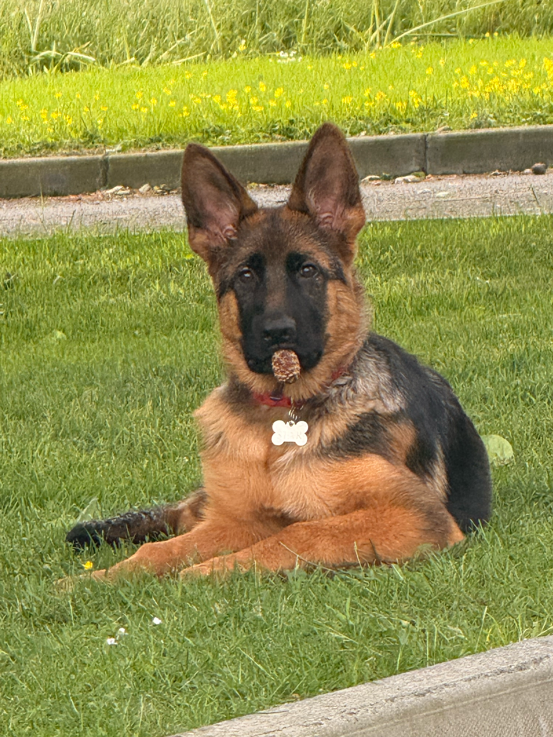 Star with cone