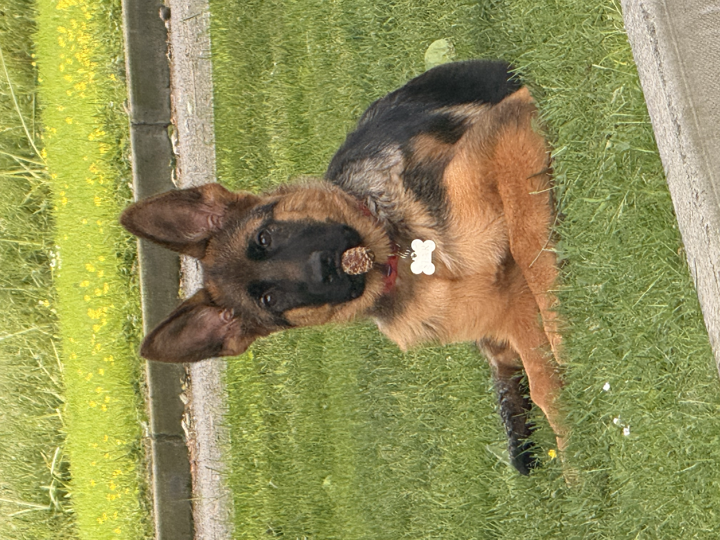 Star with cone
