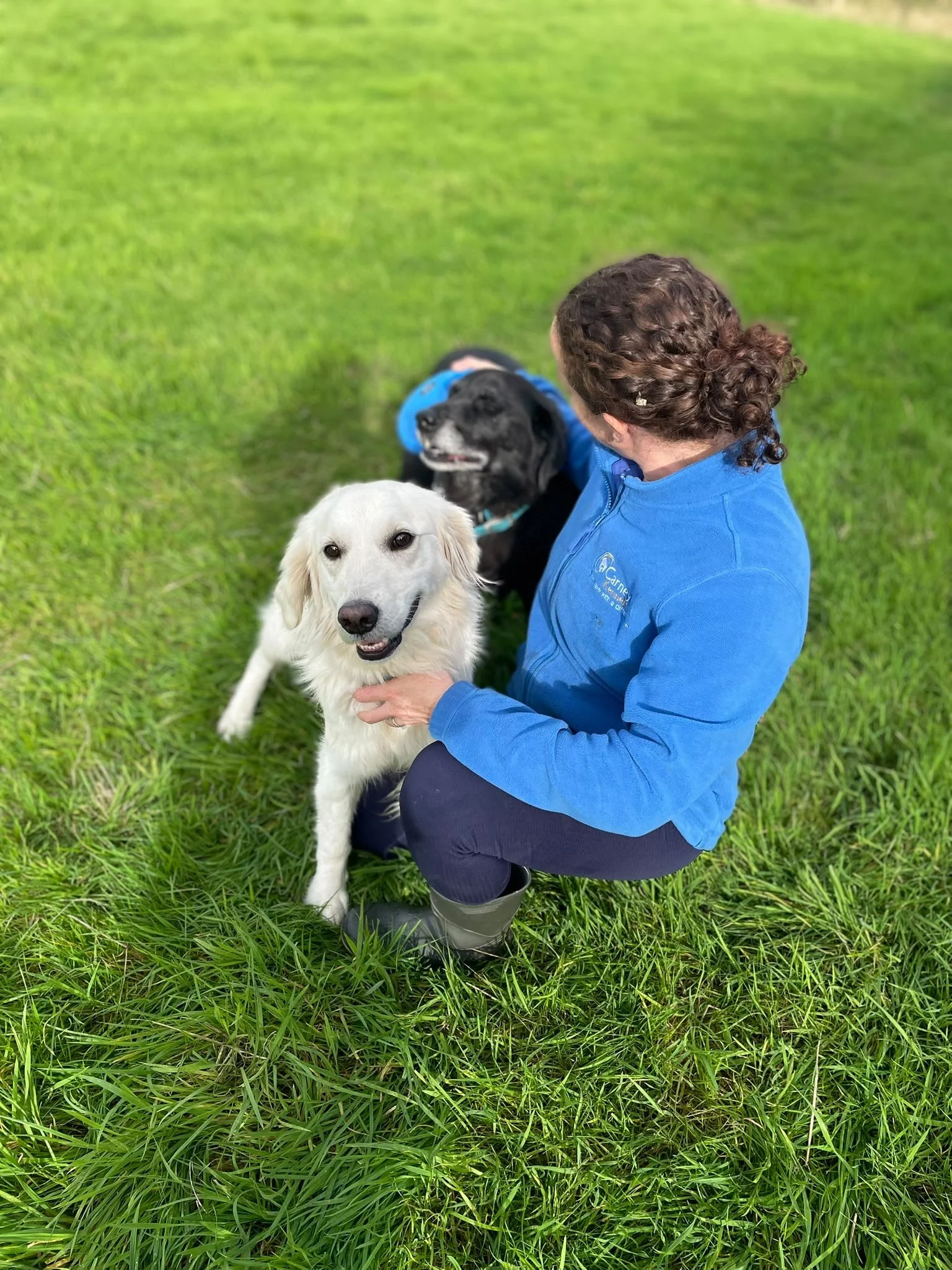 kennel assistant with 2 dogs