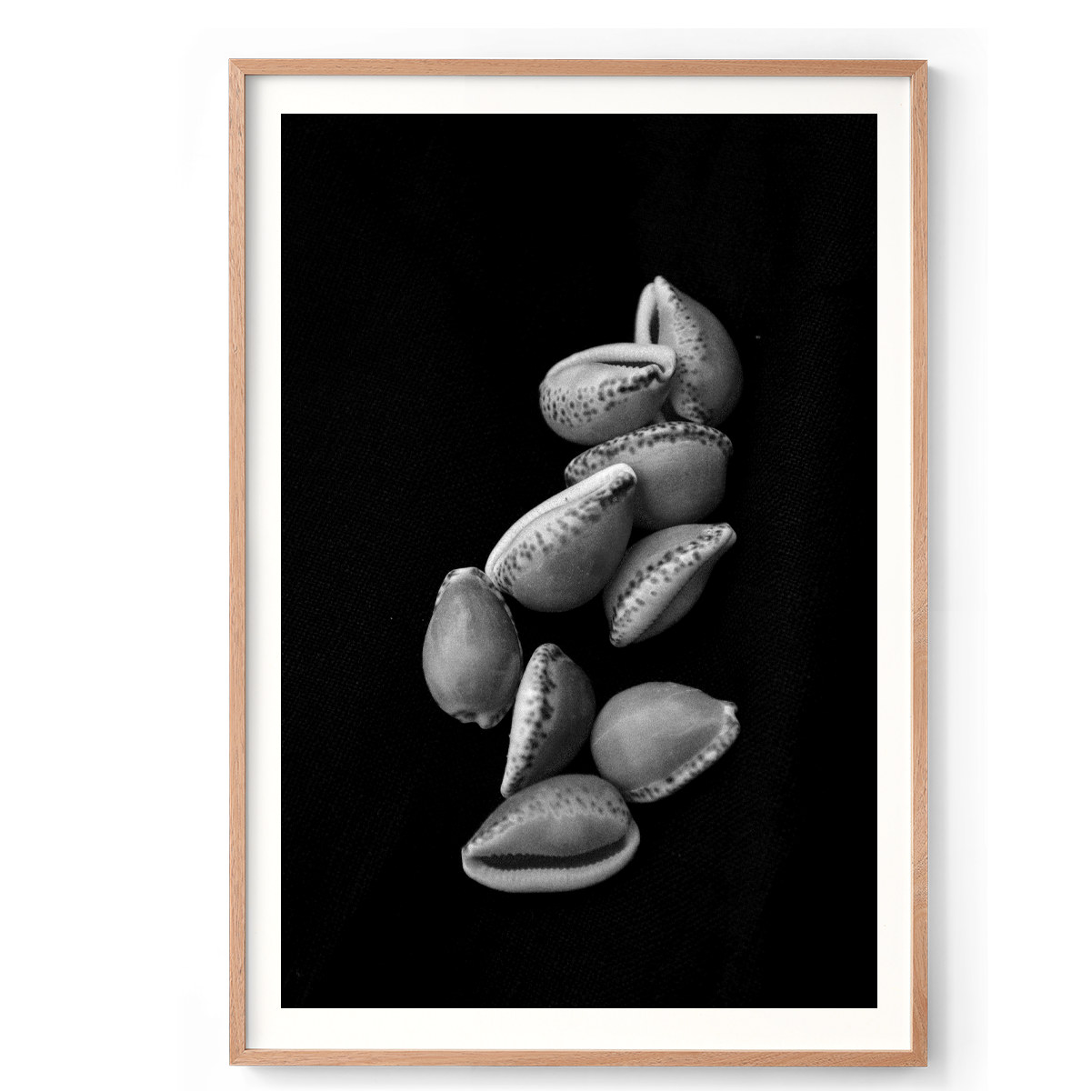 Cowrie1 XLarge Natural.png