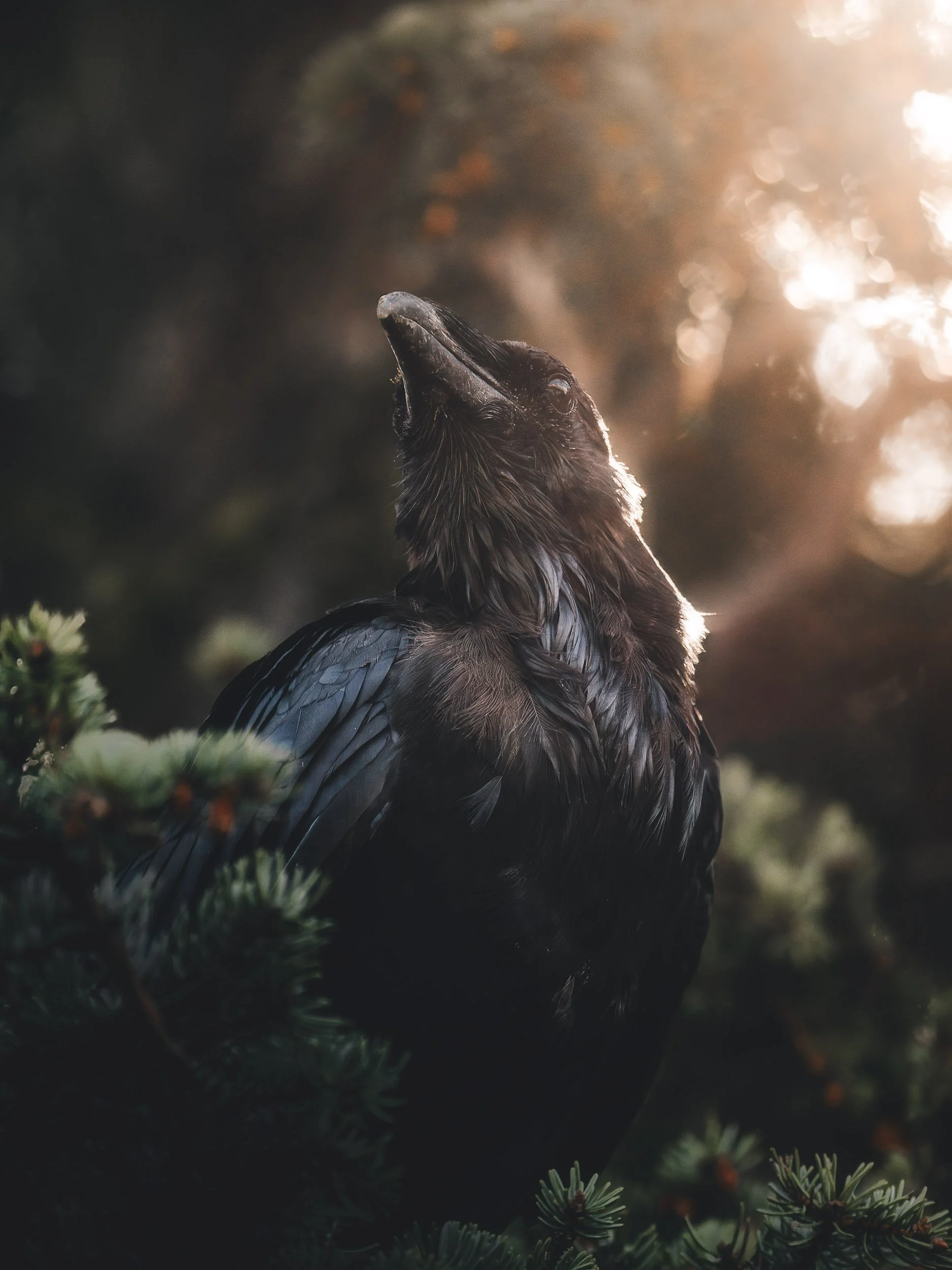 A7R07965-Enhanced-NR-Edit.ig - Copy.jpg