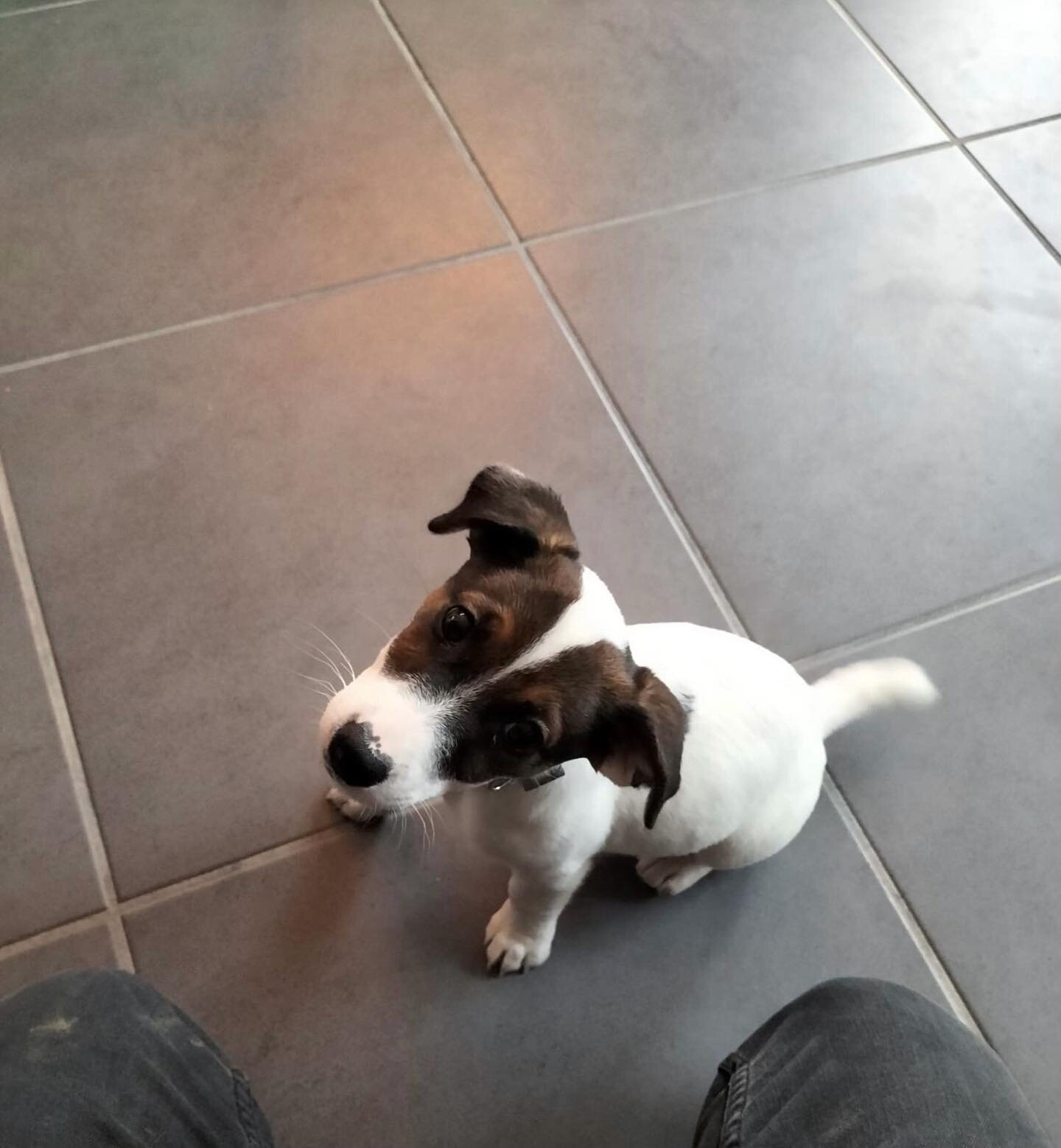 🐾 Ska&iuml;a
&bull;La petite nouvelle en &eacute;ducation&bull;

#welcome #educationcanine #educationpositive #educateurcanin #savoie #hautesavoie #annecy #aixlesbains #dog #doglovers #chien #chienheureux #puppy #chiot #jackrussell #jackrussellpuppy