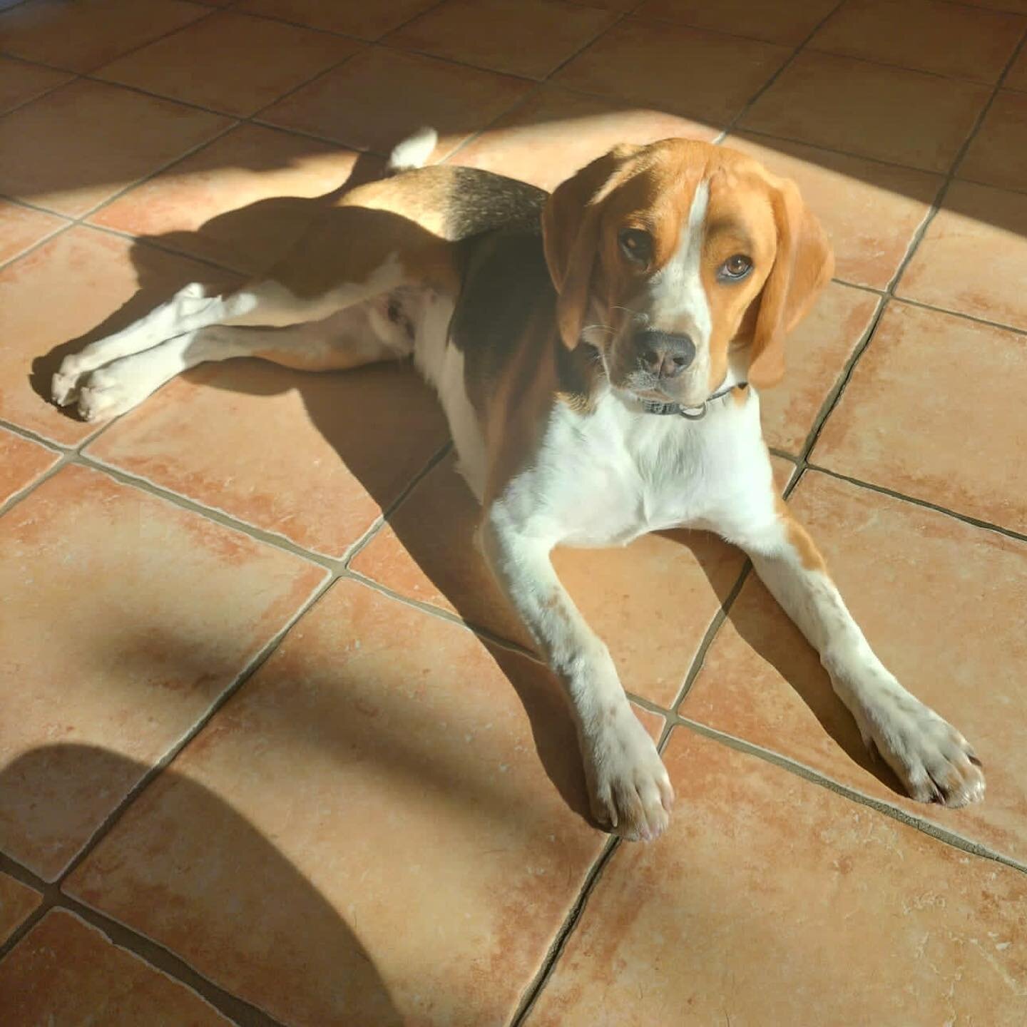 Bilan chez 🐾 Souky 

#educateurcanin #educateurcaninadomicile #educationcaninepositive #pensioneducative #pensionpourchien #savoie #hautesavoie #annecy #aixlesbains #chien #chienheureux #dog #doglovers #love #viedechien #puppy #chiot #beagle #beagle