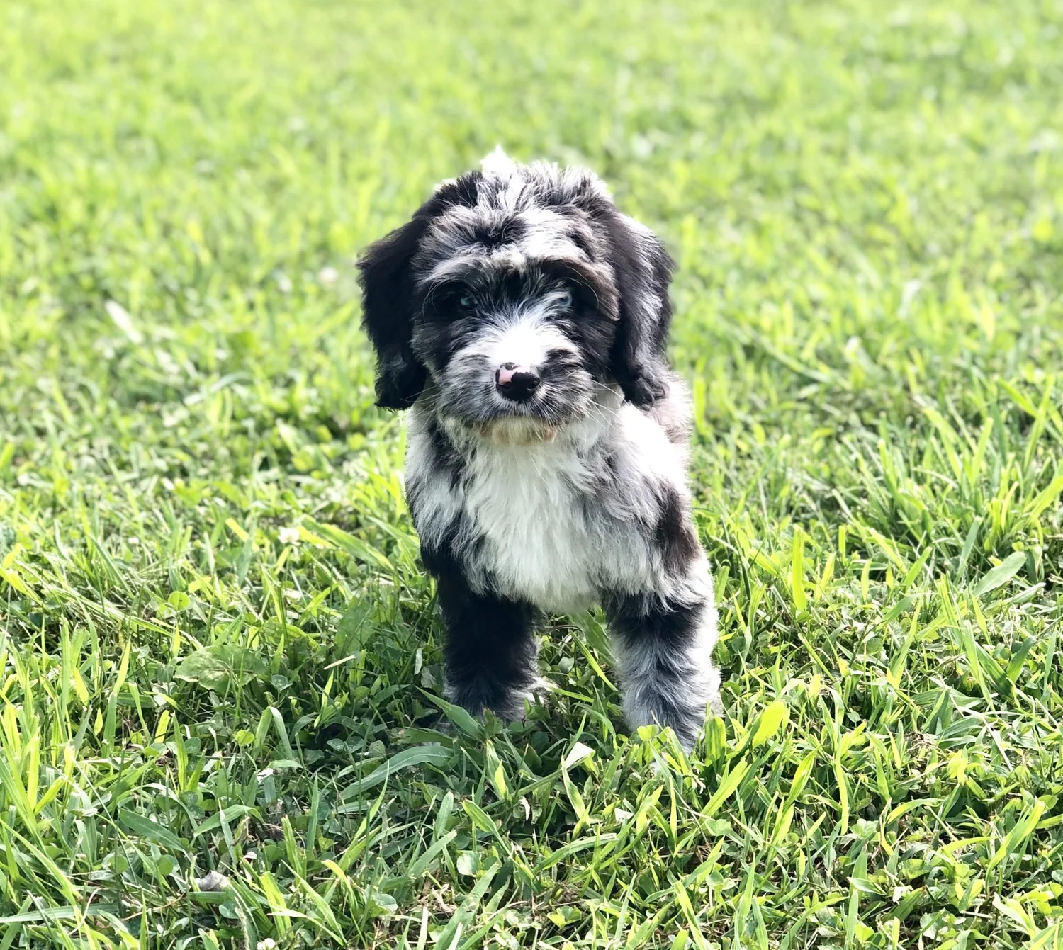 Bernedoodle Puppies Kentucky Mountain Doodles