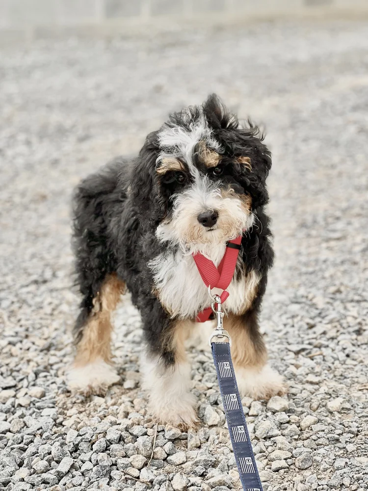 Bernedoodle Puppies Kentucky Mountain Doodles