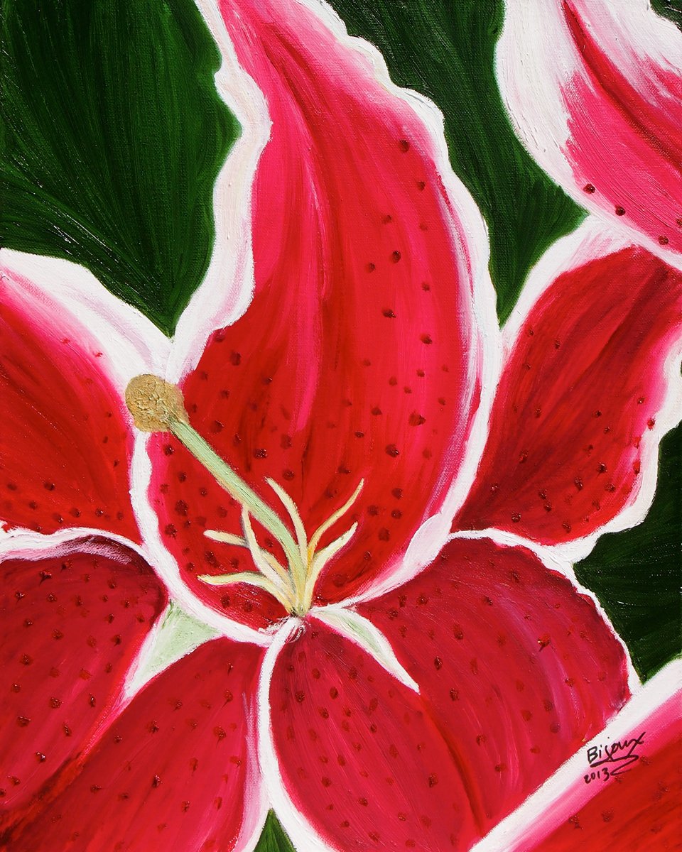 Star Gazer Lily