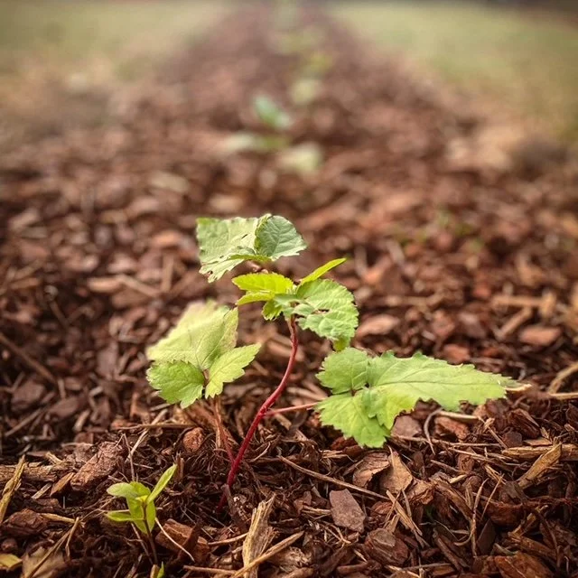 Prime Ark Traveler Blackberry Bush Prime Ark Travelers — Salty Acres