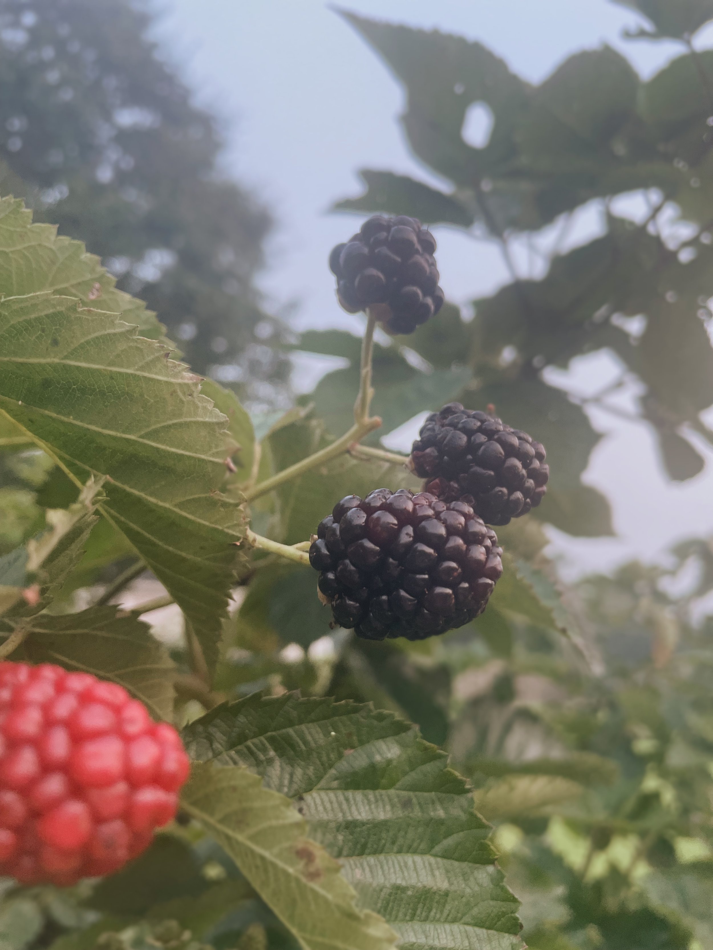 bbberries.jpg