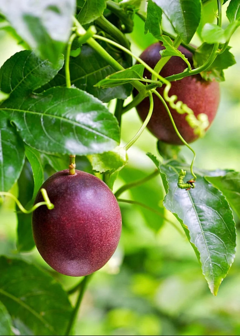 Purple Passion Fruit Yellow Passion Fruit Starter Plant Passiflora Edulis  Falvicarpa *Non-GMO and Pesticide Free!* Edible PassionFruit!  Salty Acres