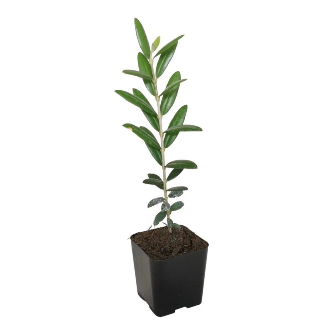 https://i.etsystatic.com/35990586/r/il/18c9e4/4937441914/il_fullxfull.4937441914_3g40.jpg