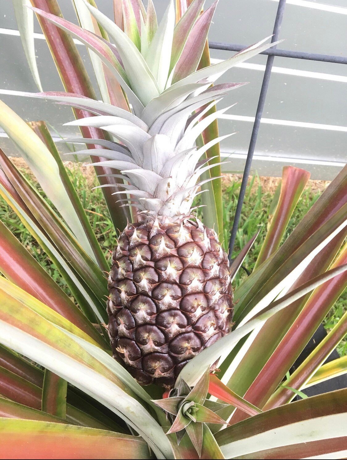 https://i.etsystatic.com/35990586/r/il/0826dd/4517688682/il_fullxfull.4517688682_mnzh.jpg