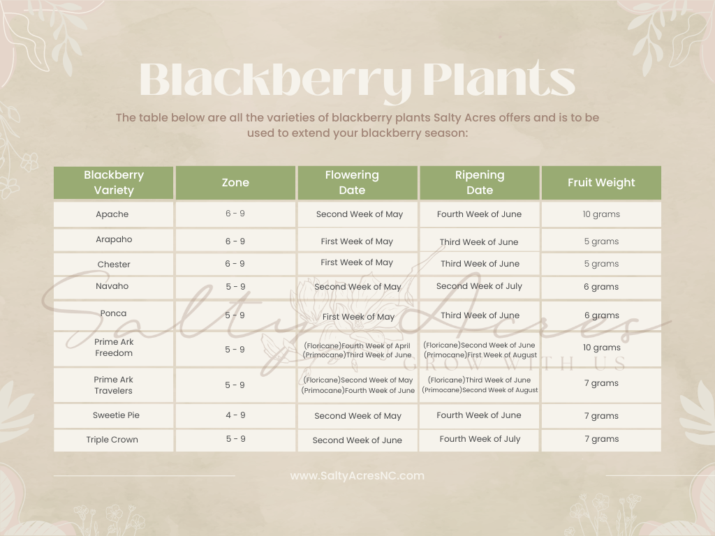Playful Sage Floral Comparison Chart Graph.png