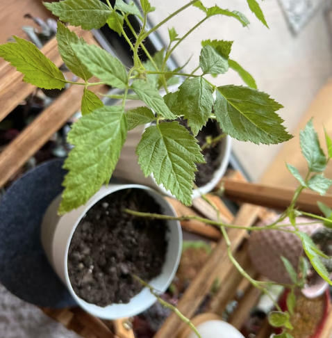 Screen Shot 2023-07-05 at 2.24.11 PM.png