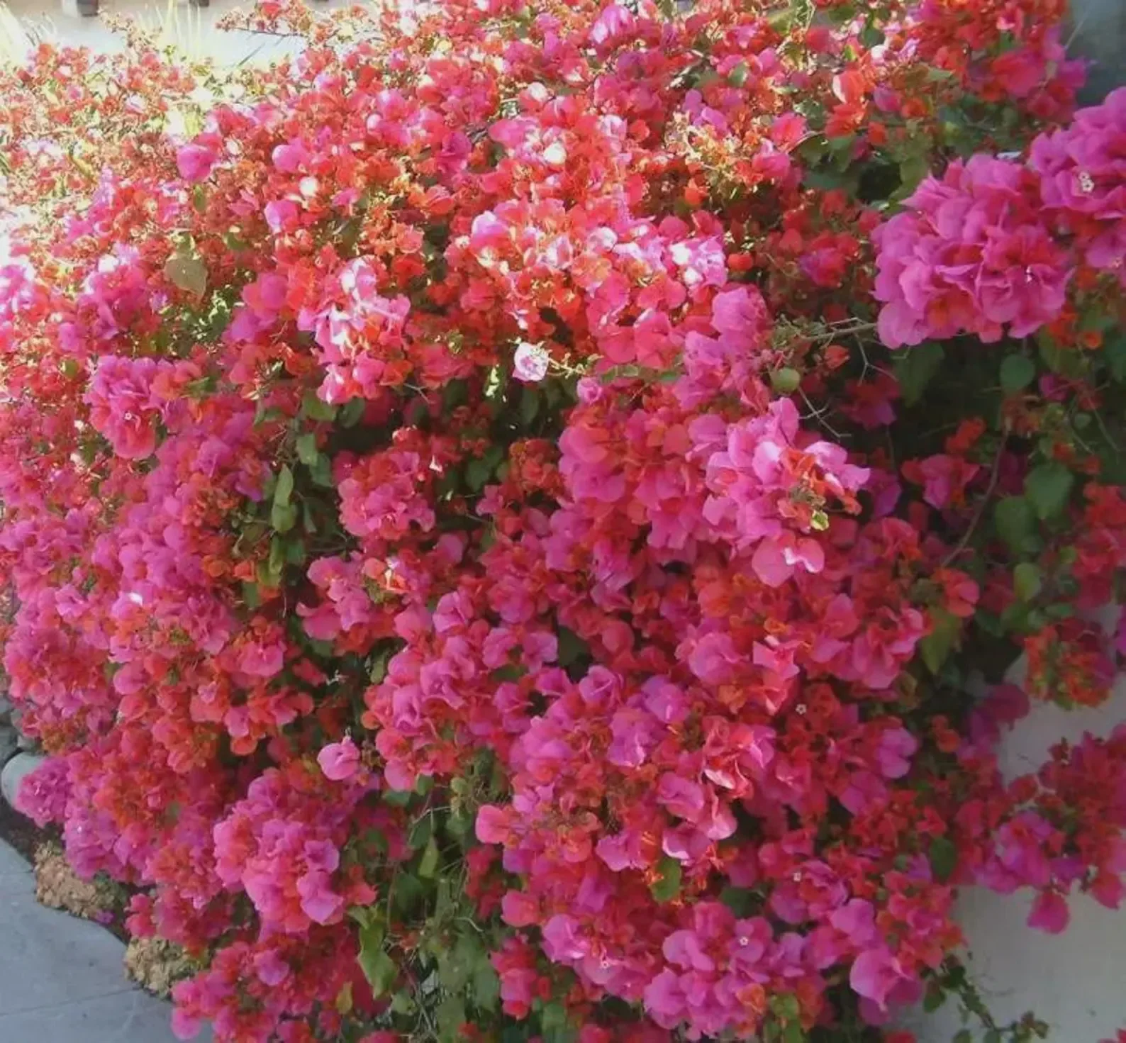 Bougainvillea Flowers