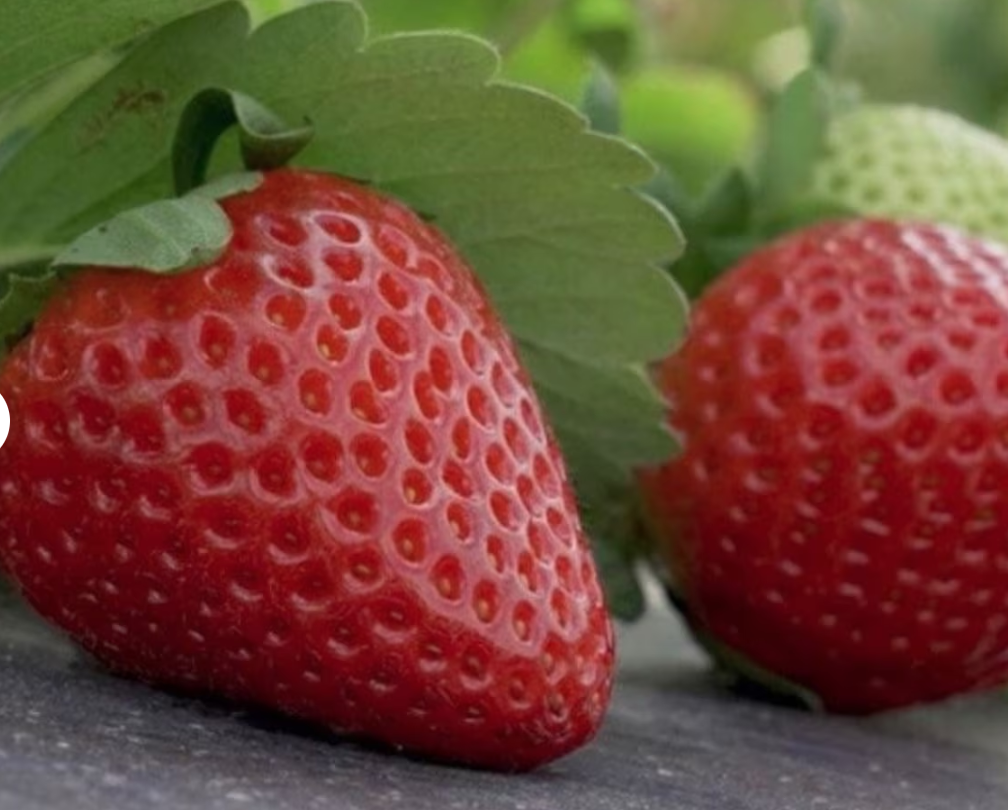 Screen Shot 2023-07-05 at 2.25.53 PM.png