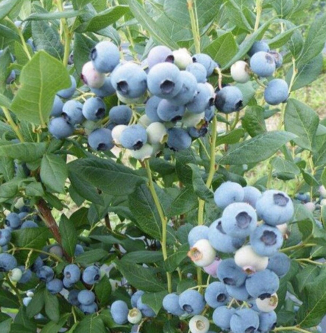 Screen Shot 2023-07-05 at 2.23.20 PM.png