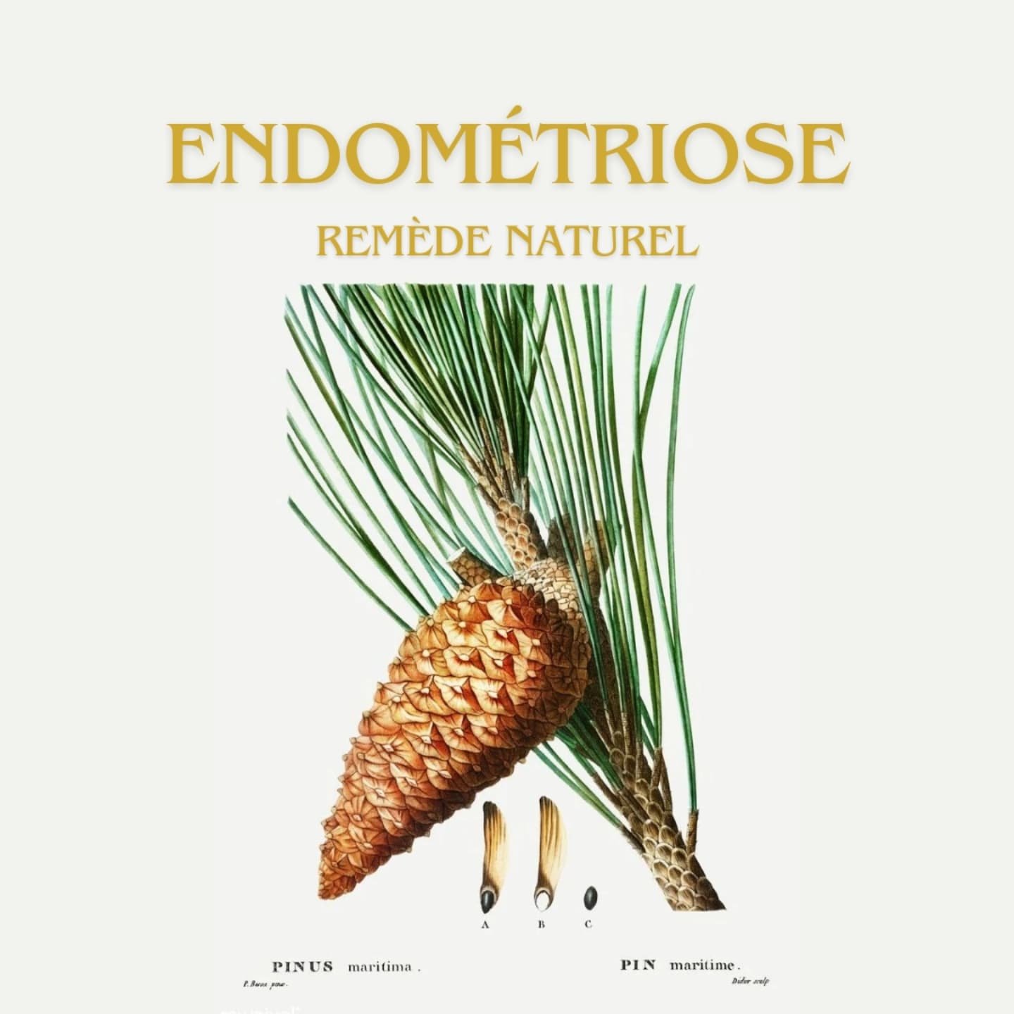 Pin maritime et endom&eacute;triose