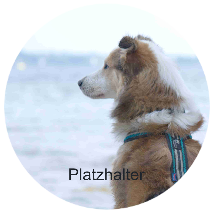 Platzhaltertext