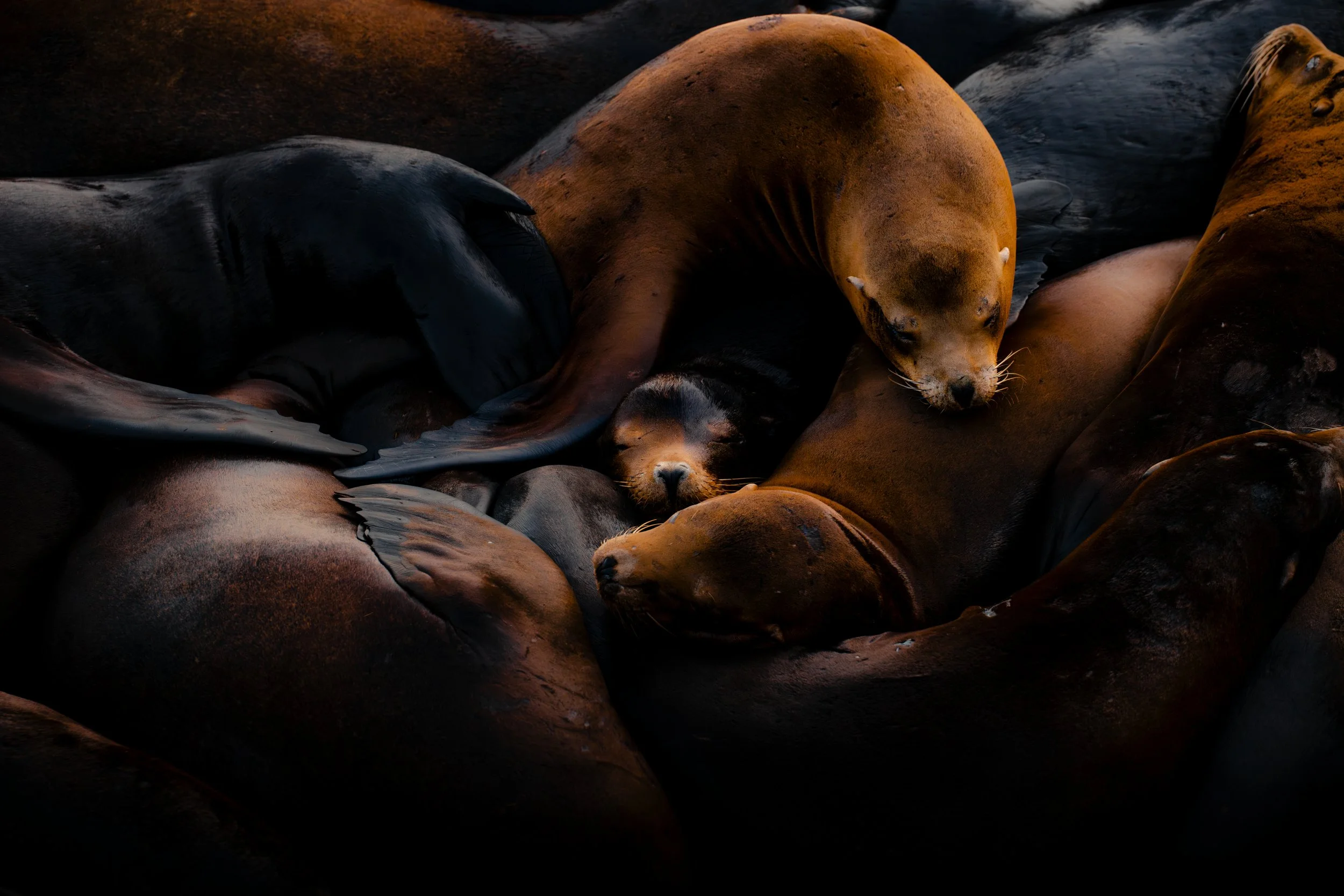  TOMER NEGRIN PHOTOGRAPHY 
 | CAPTURING THE SPIRIT OF THE PNW | 
  Galleries  
  Shop  
  About  
  Blog  