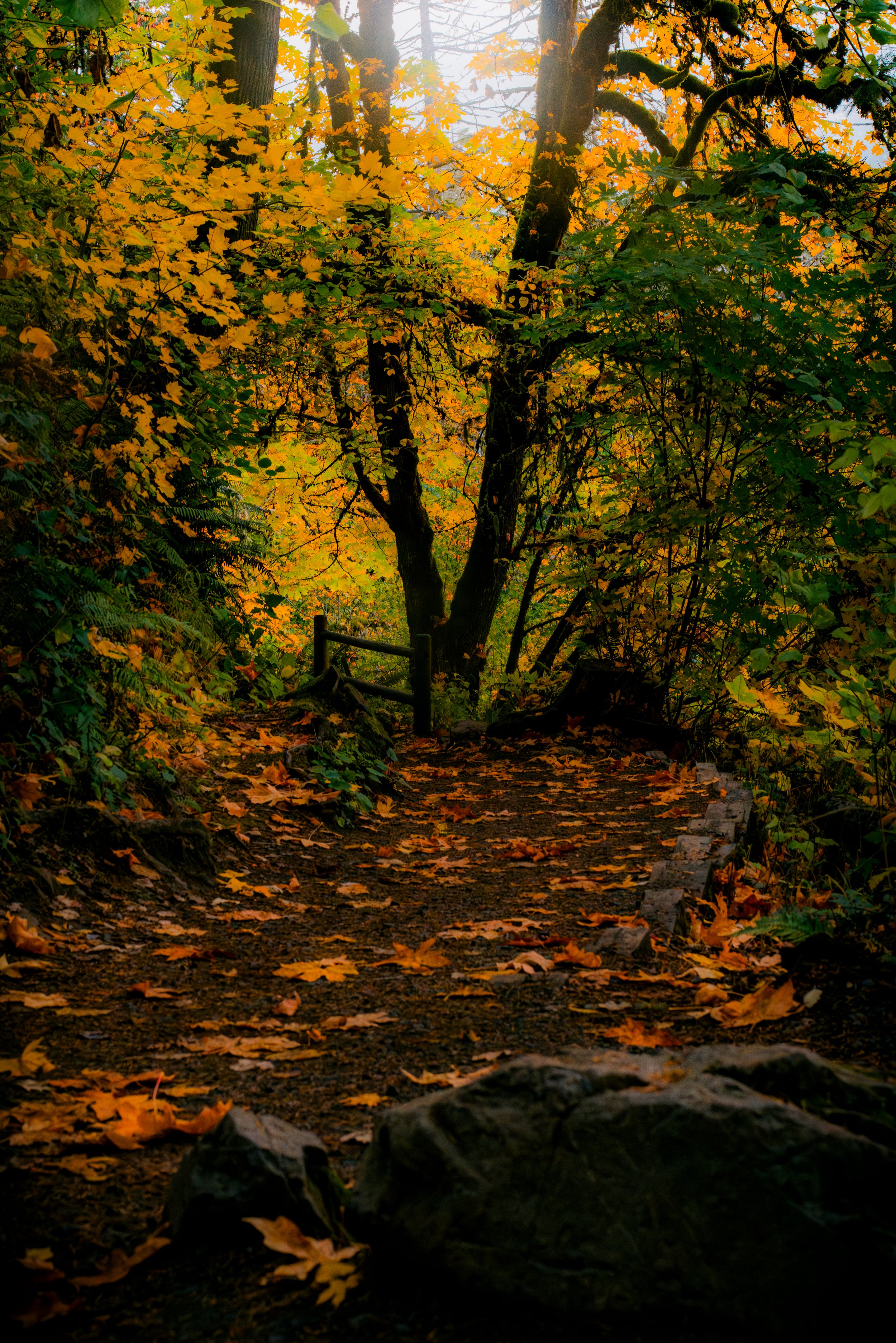 A7R3_DSC2995-Enhanced-NR-Highest Quality JPEG-5 (1).jpg