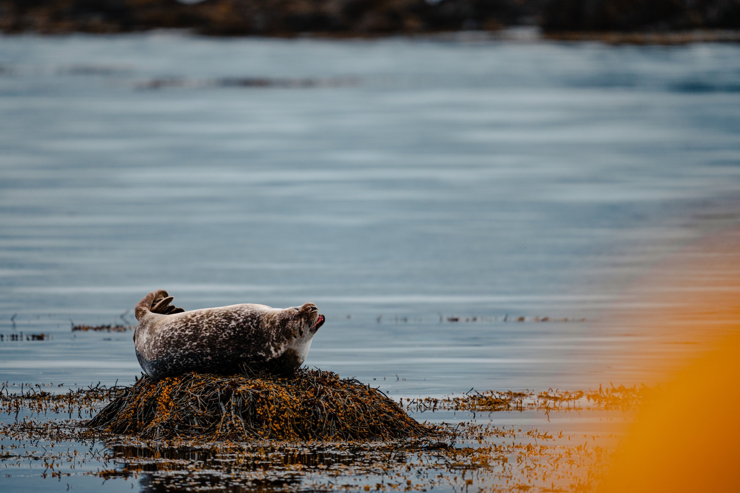 _DSC3510-3.jpg