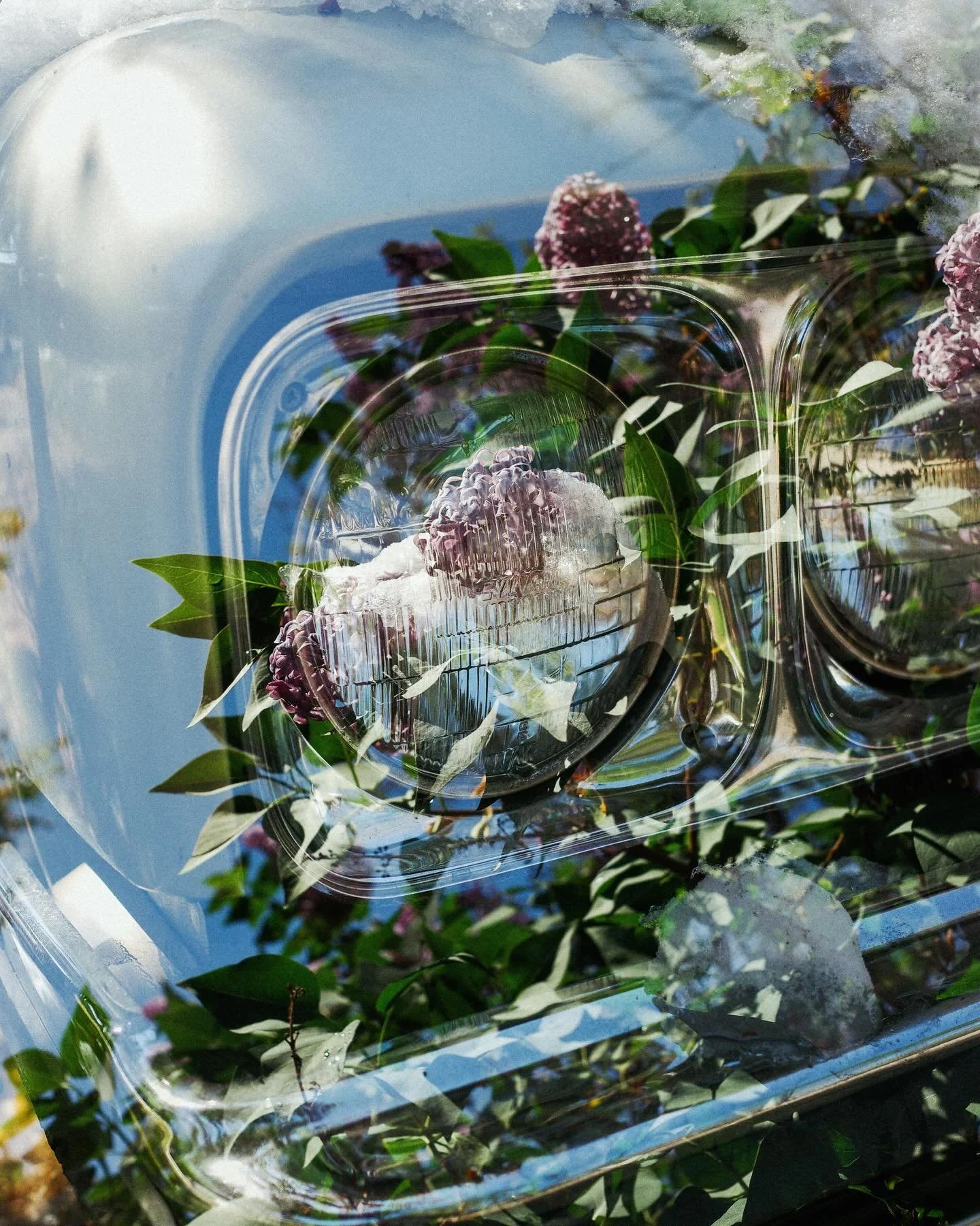 Friday flowers 🌷

Been letting the Ricoh do weird things on dog walks. First attempts at in-camera double exposures &mdash; pretty hooked. (Inspired by @reggiebphoto) #flowerfriday #ricohgr #ricohgriv