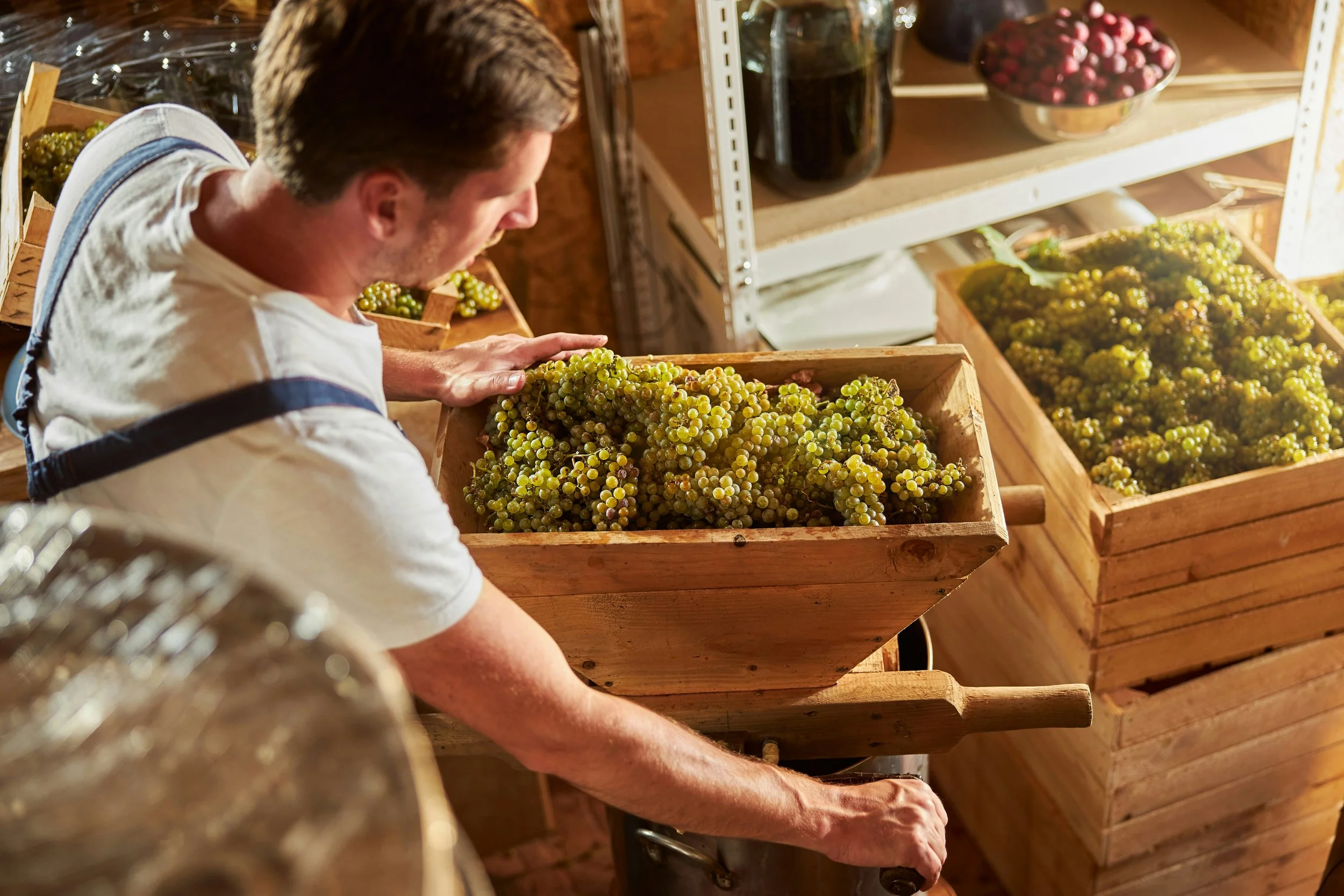 Vineyard1.jpg