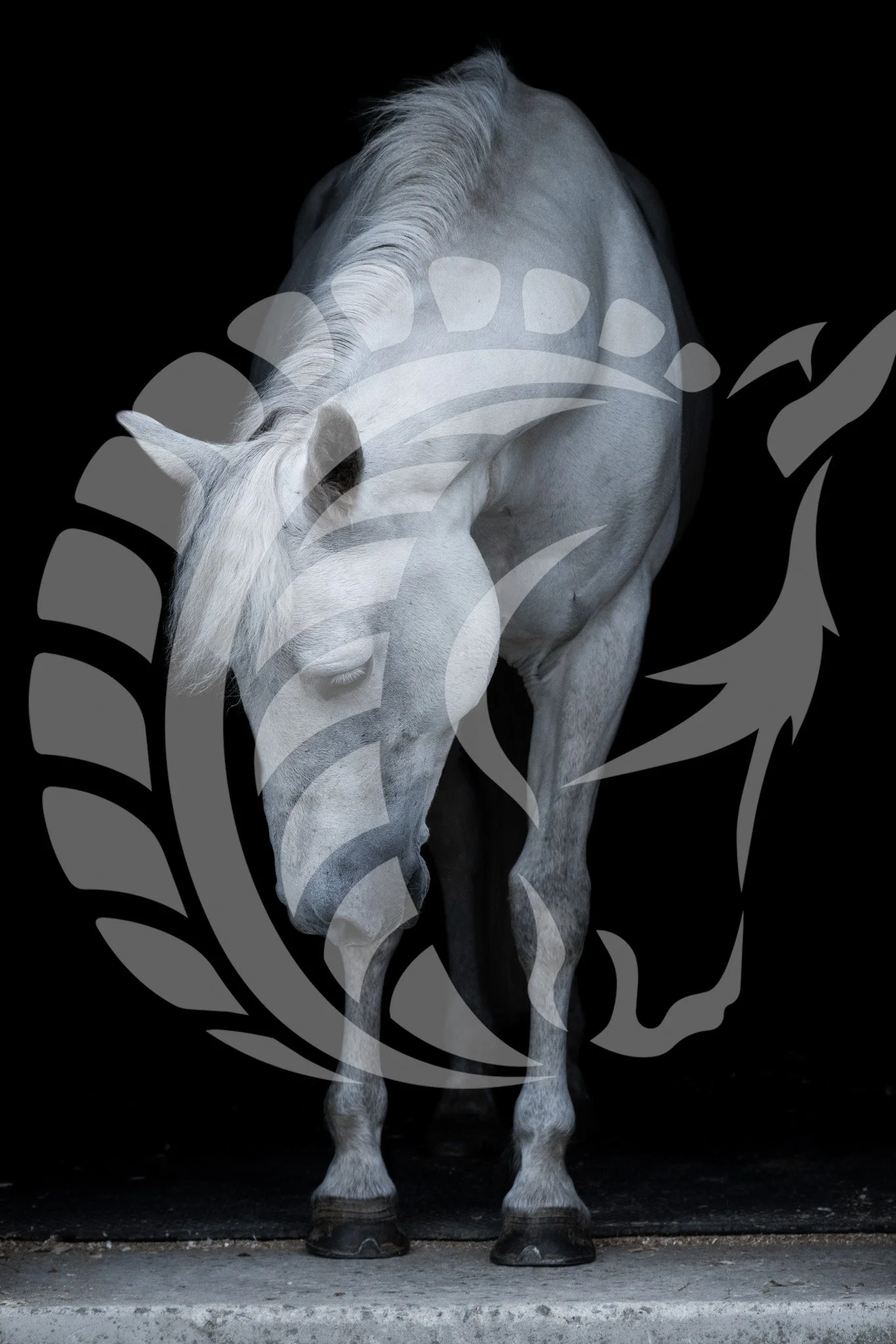 Small Web-9.jpg