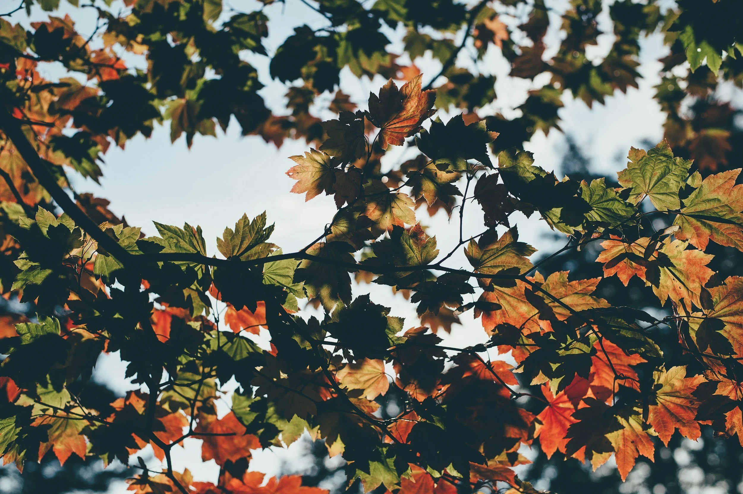 Leaves transitioning from green to orange