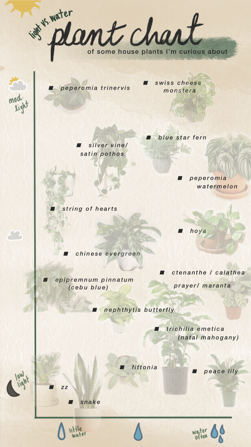 House Plants 101 How to Keep Indoor Plants Alive & Thriving! — The