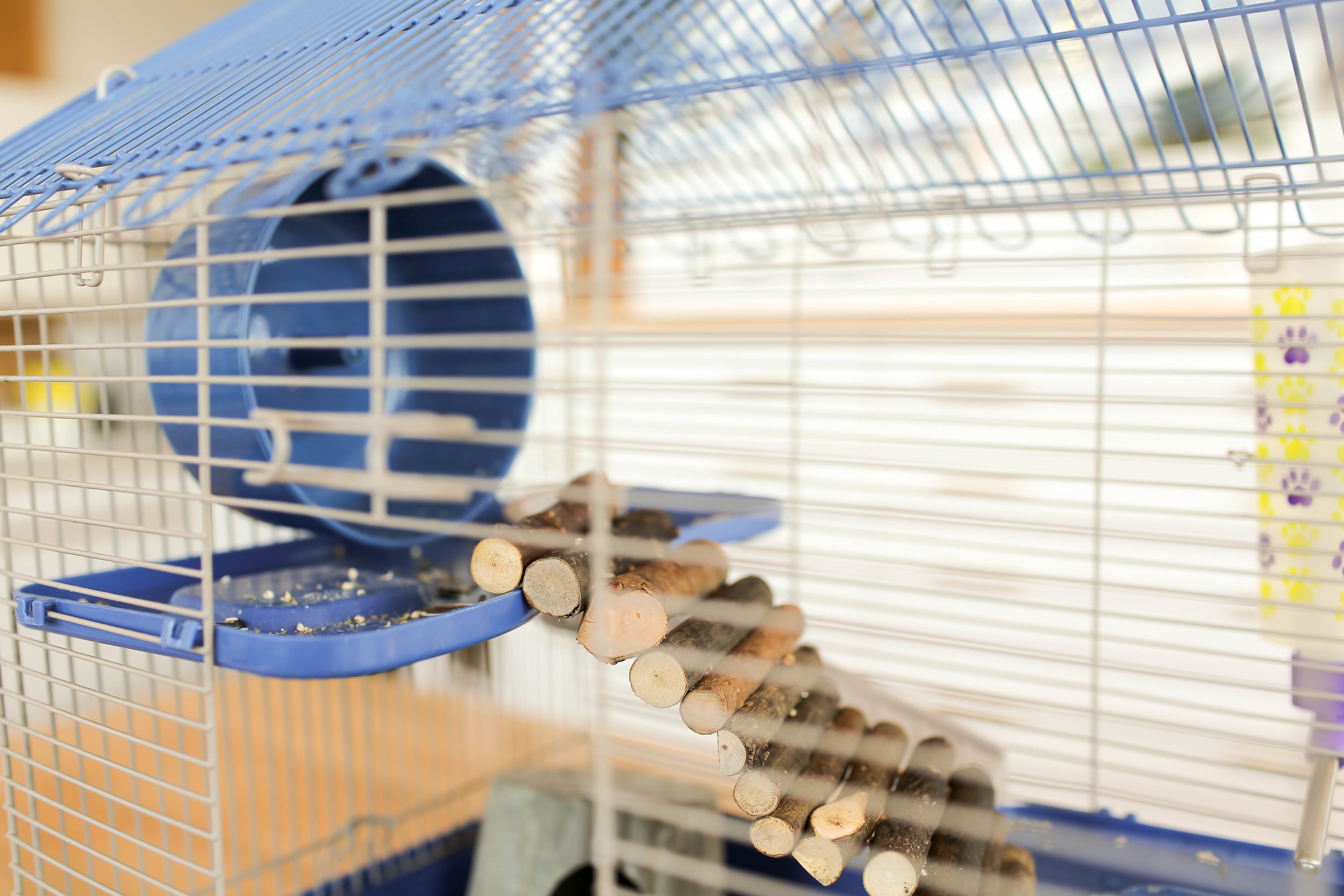 View of DIY Hamster Cage — The Sorry Girls