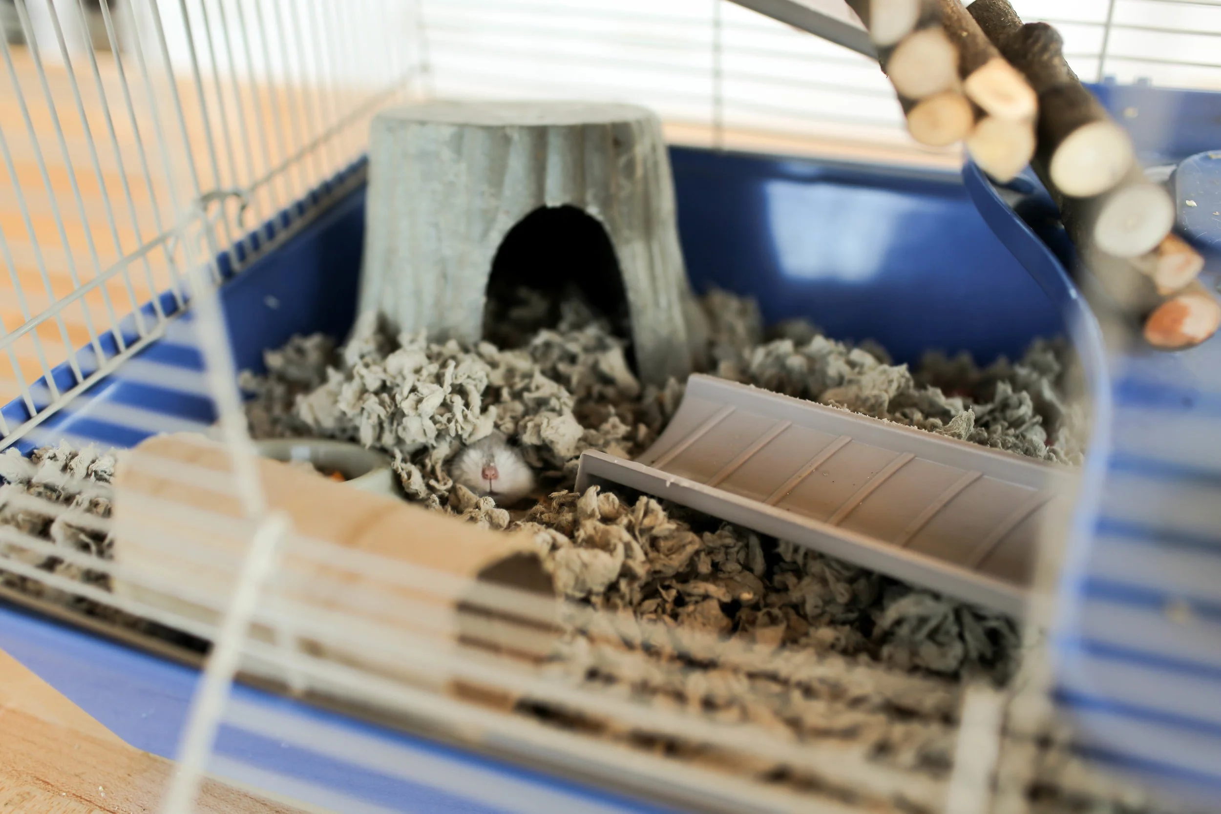 DIY Hamster Cage — The Sorry Girls