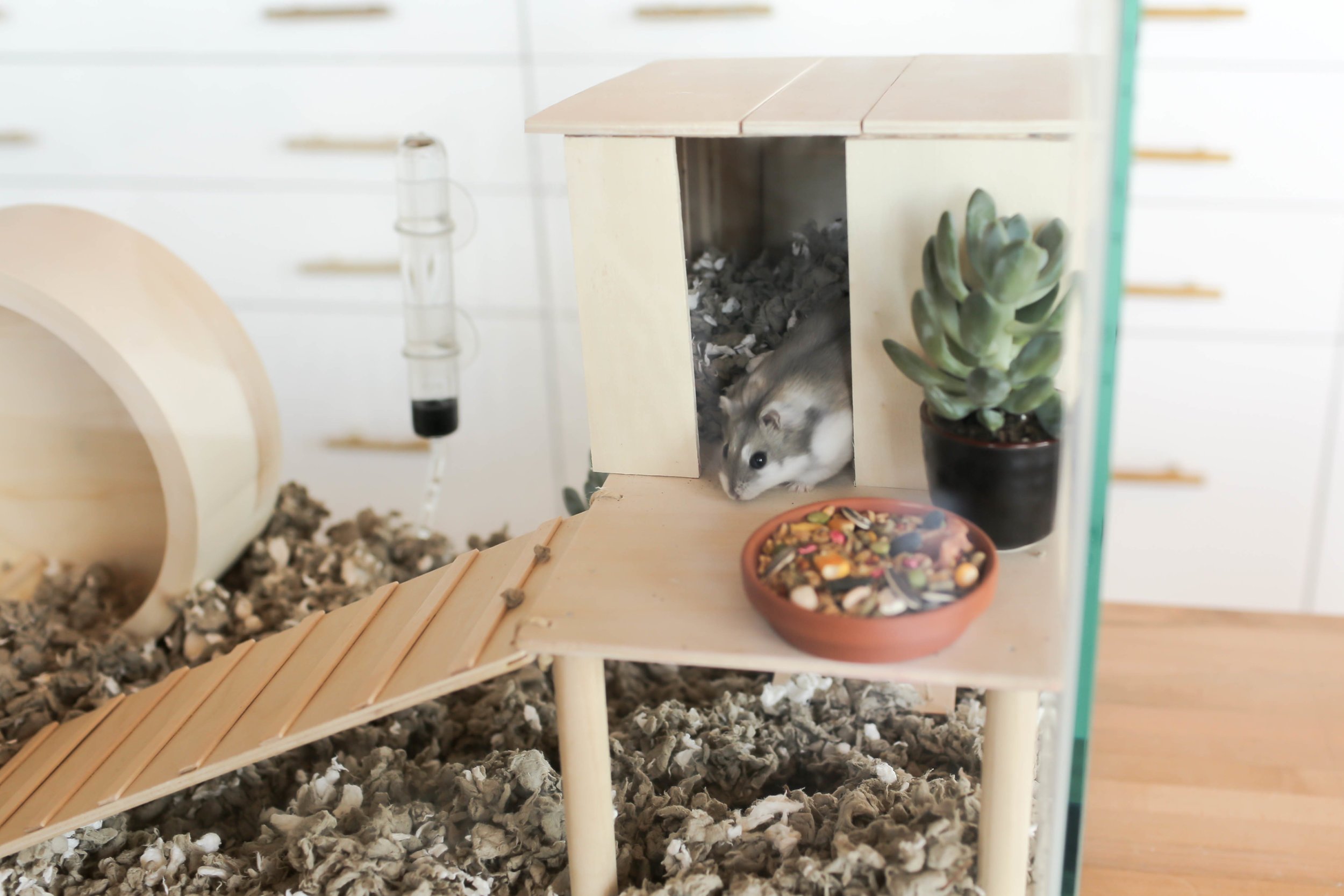 DIY Hamster Cage — The Sorry Girls