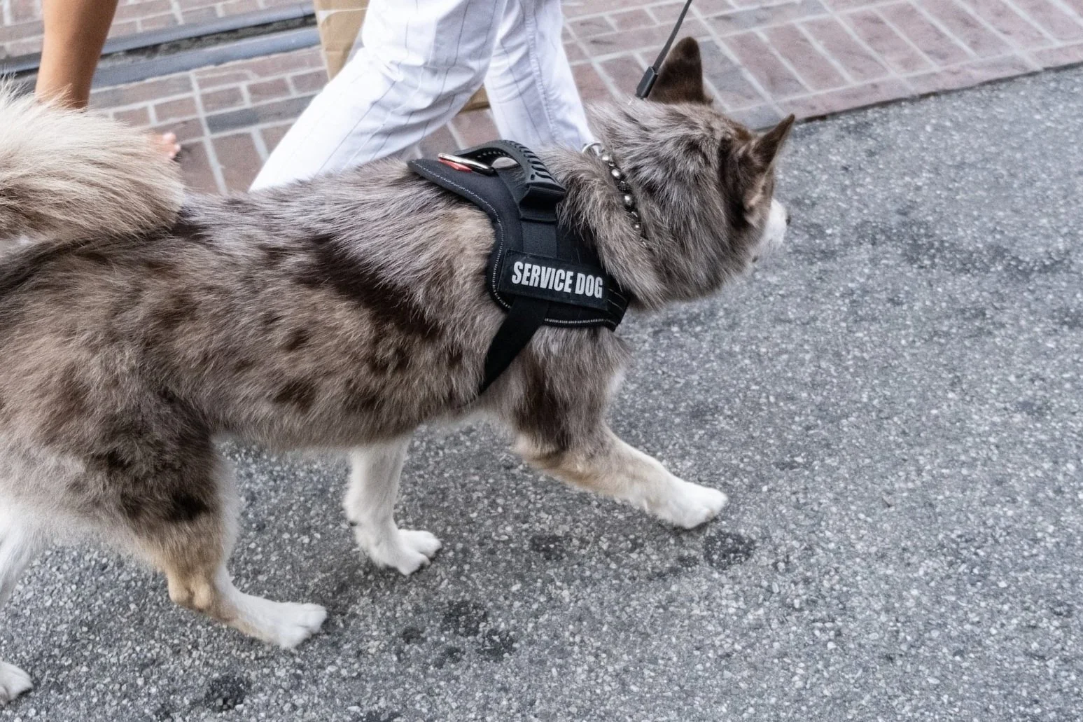 Service Dog Training — Orlando Dog Training