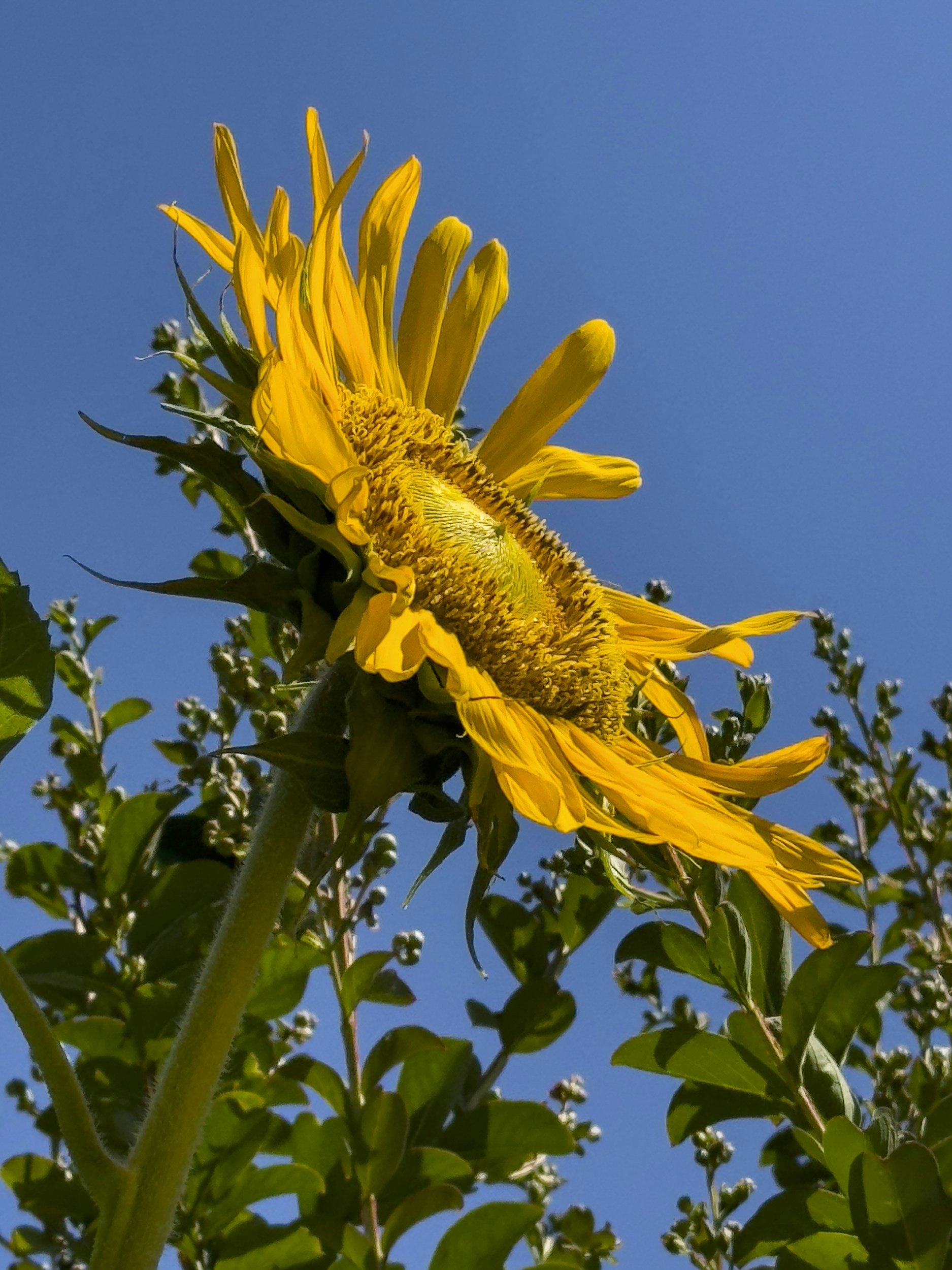 A yellow sunflower with partially closed petals against a blue sky with green leaves and stems in the foreground and background.