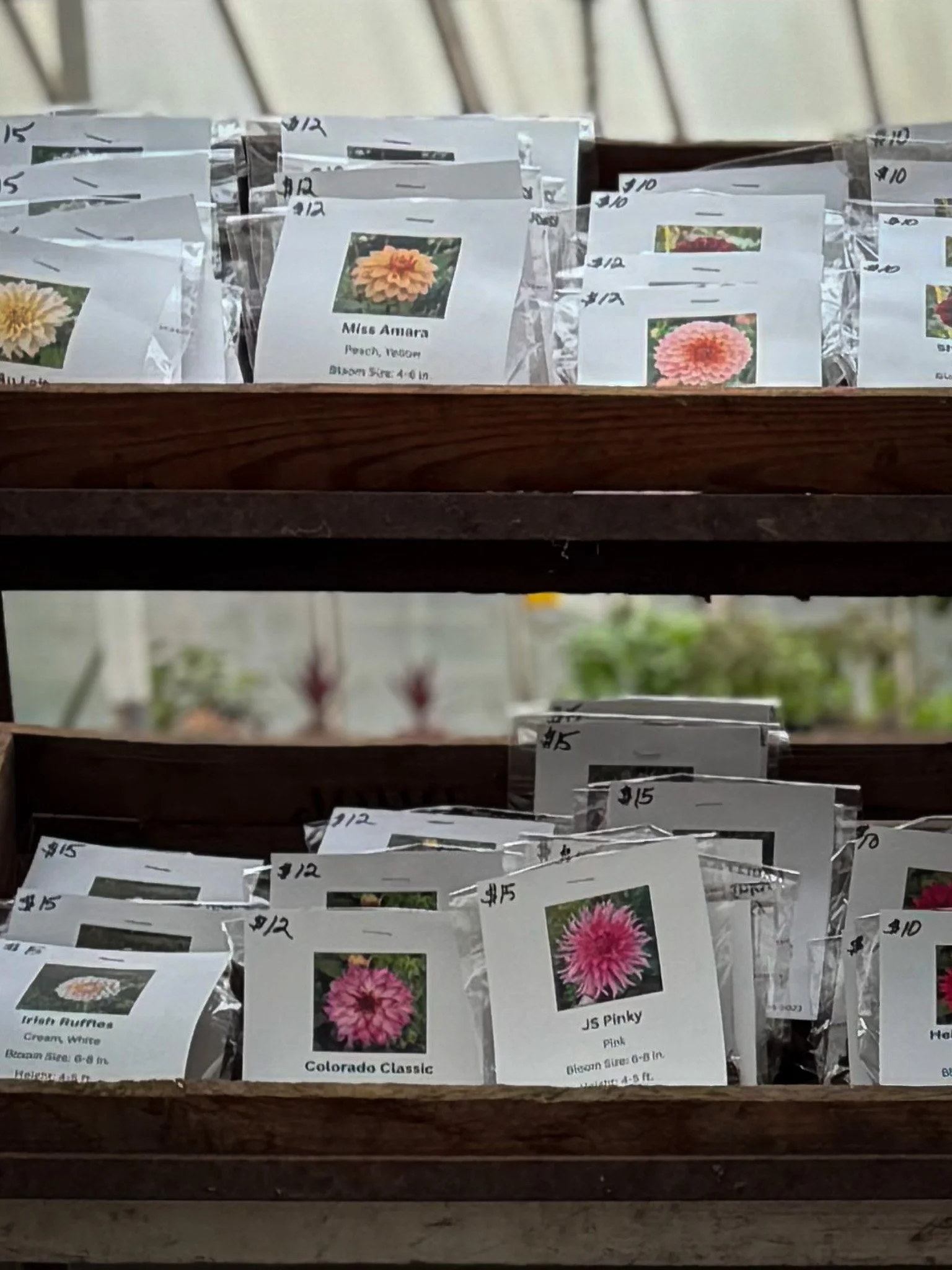 Dahlia tubers — 2026