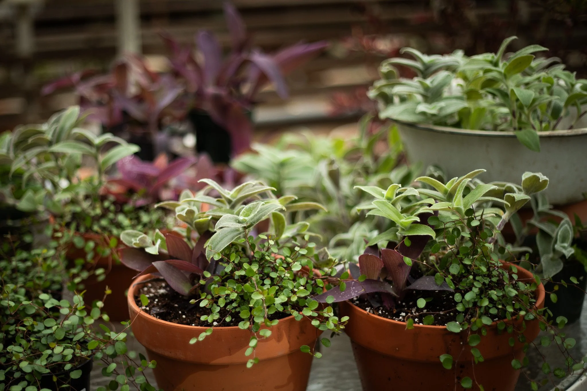 Tradescantia sp.