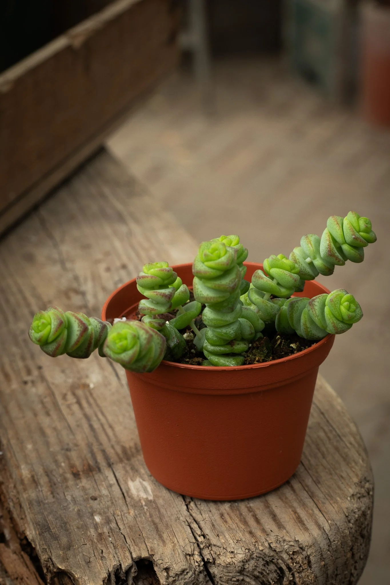 Crassula sp. (baby’s necklace)