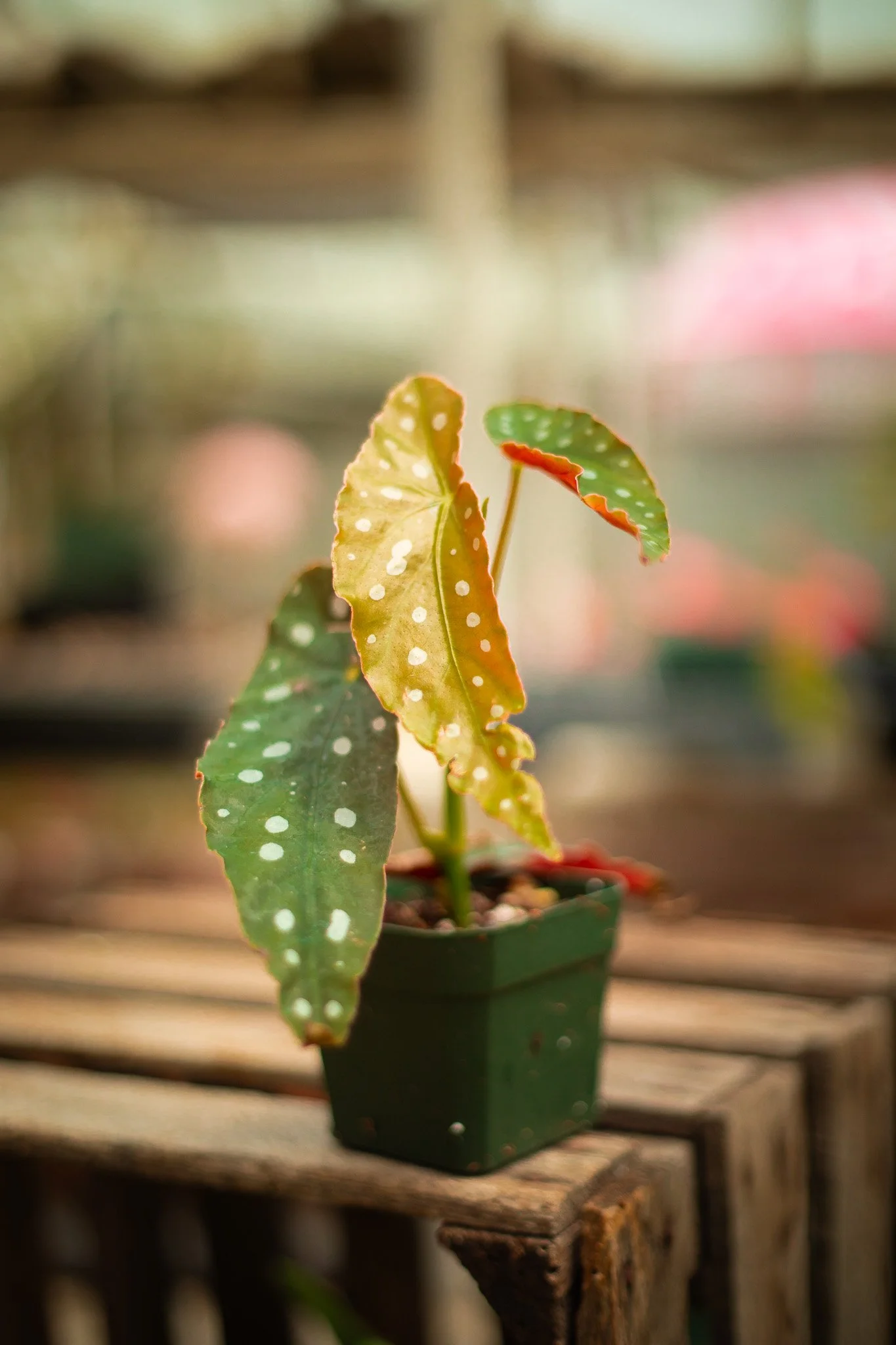 Begonia meticulata (polka dot begonia)