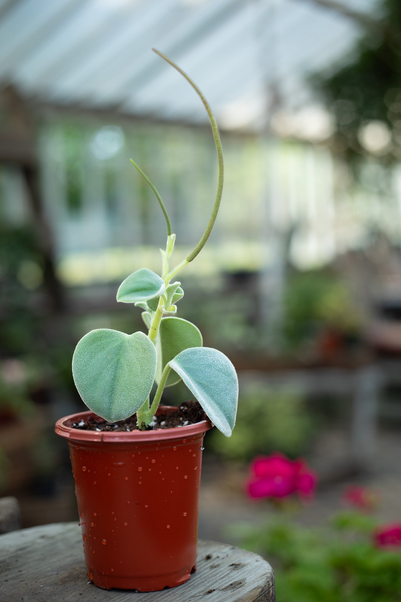 Peperomia incana