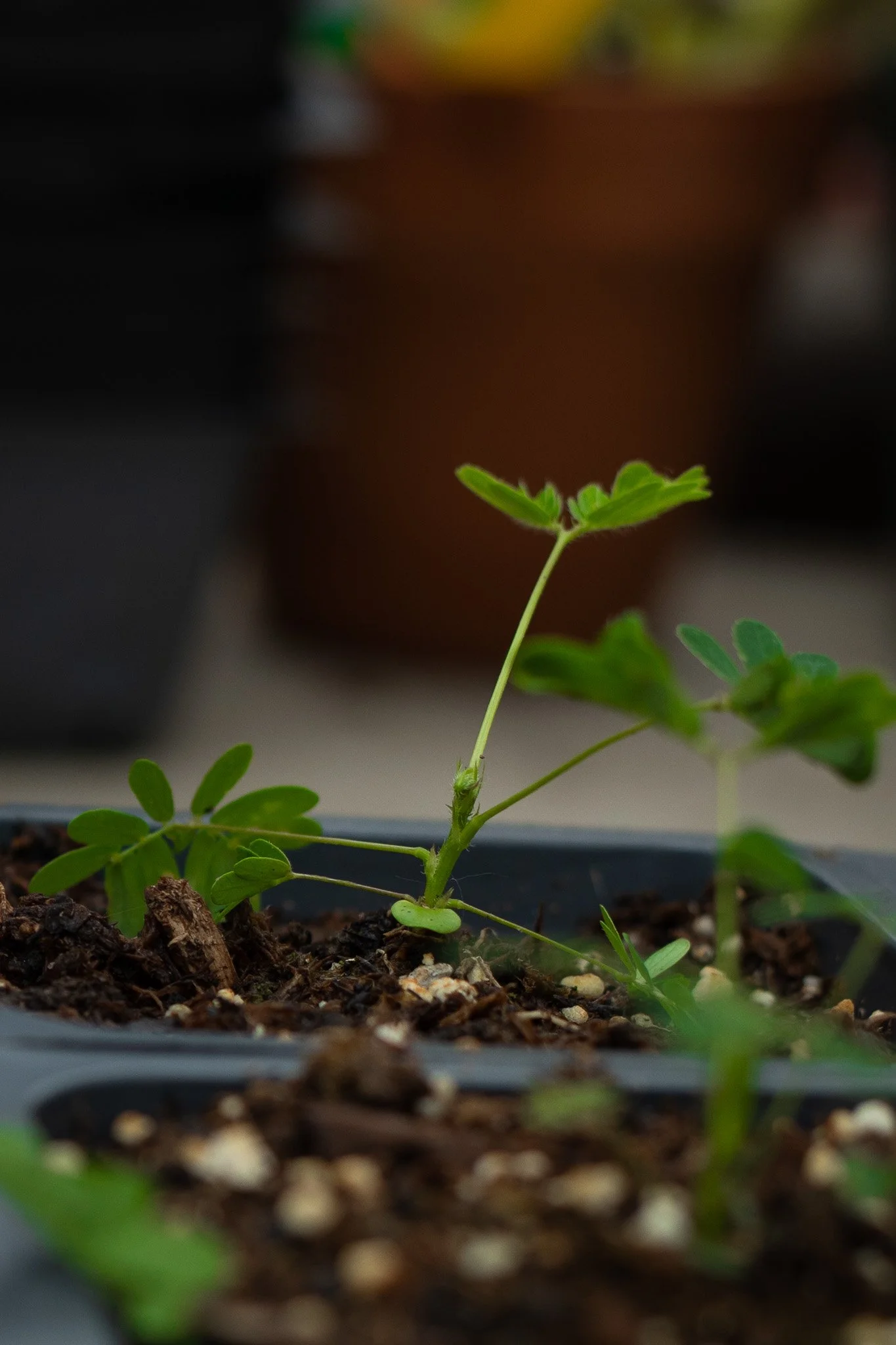 Mimosa pudica - Sensitive Plant
